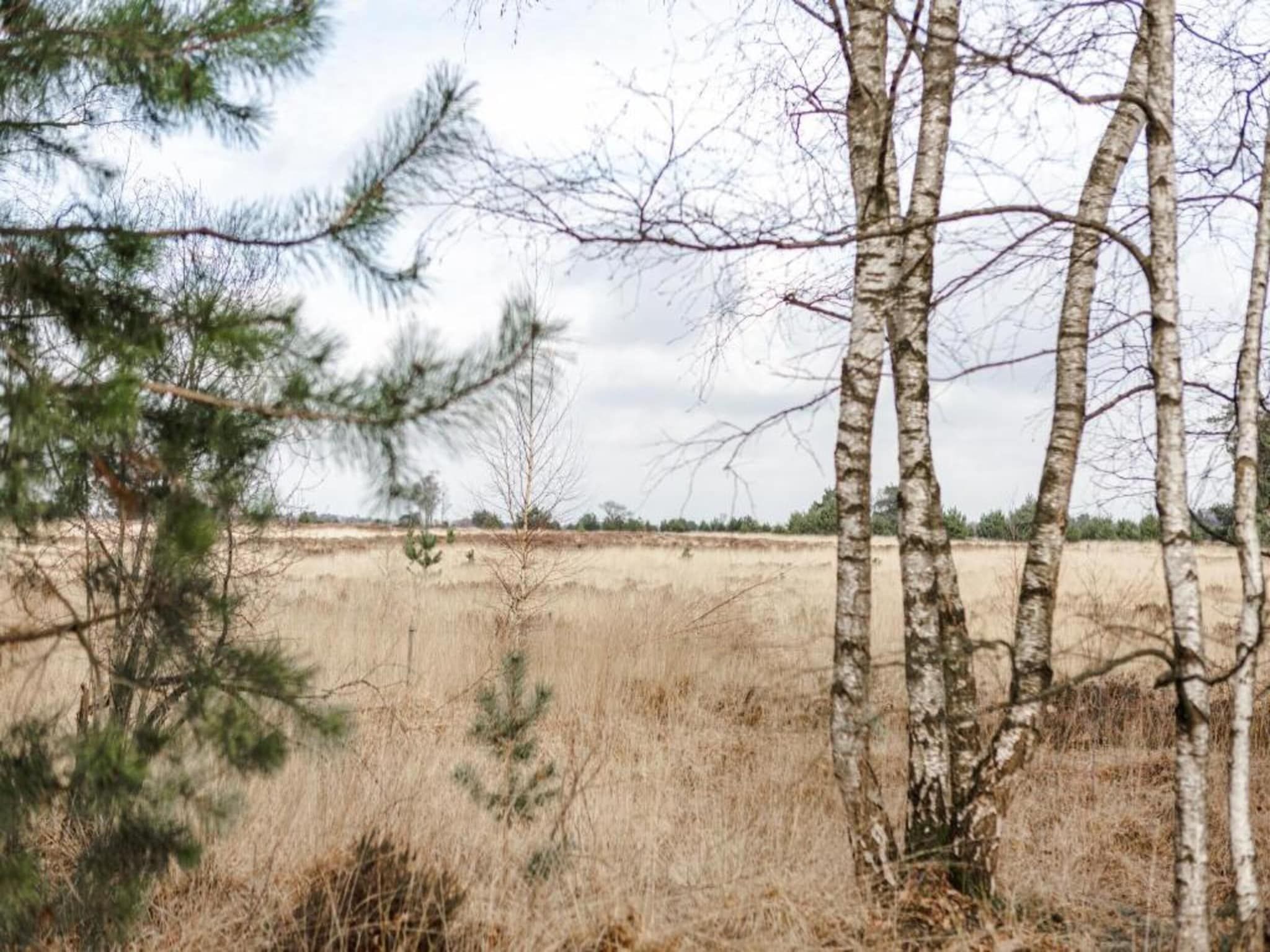 De omgeving van Bospark 't Wolfsven 19 in Mierlo