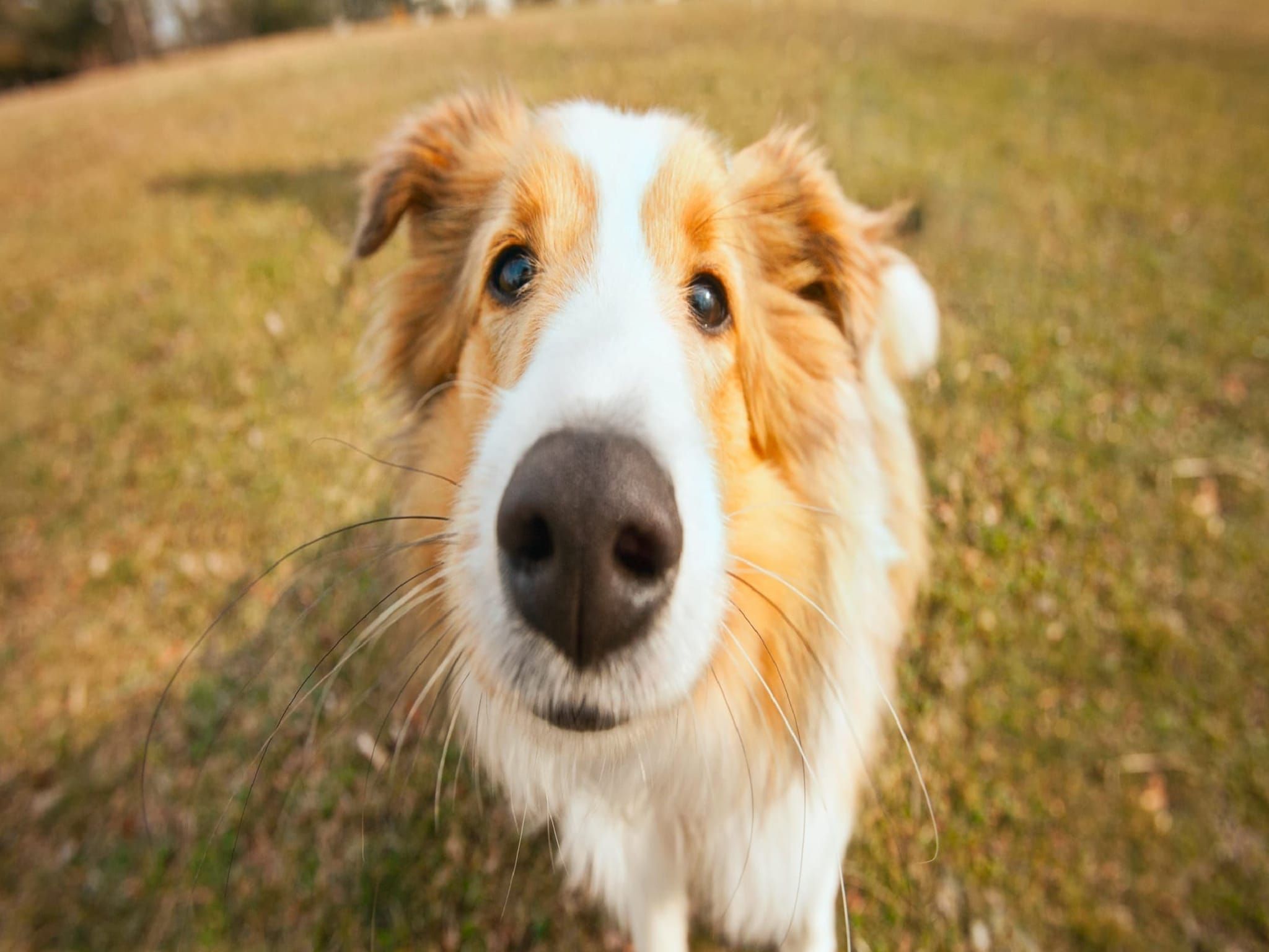 Sfeerbeeld van Bospark 't Wolfsven 20 in Mierlo