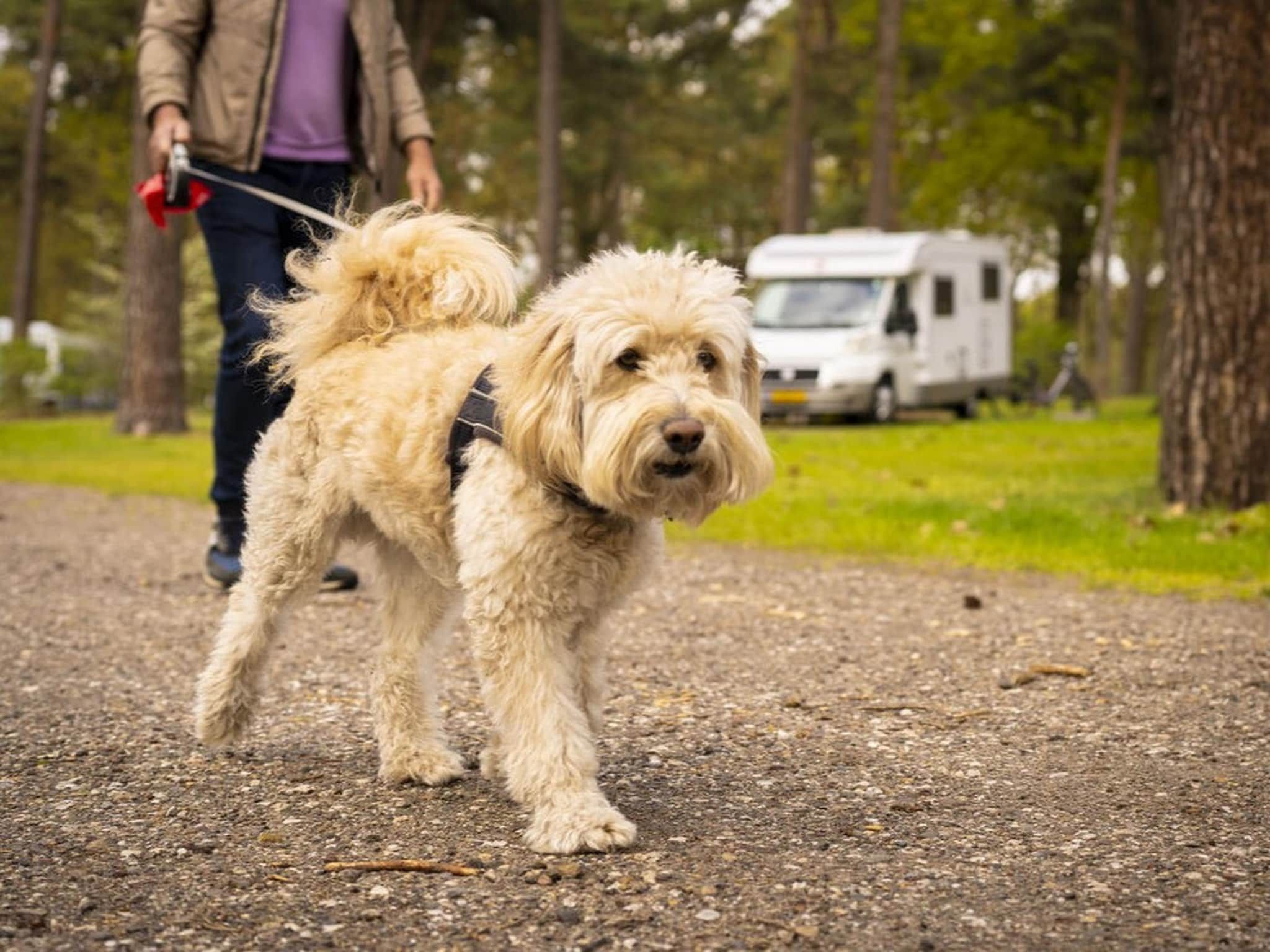 Parkfaciliteiten bij Bospark 't Wolfsven 20 in Mierlo
