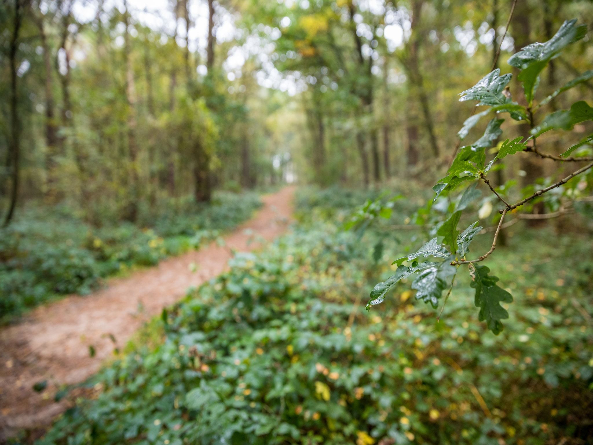 De omgeving van Bospark 't Wolfsven 21 in Mierlo