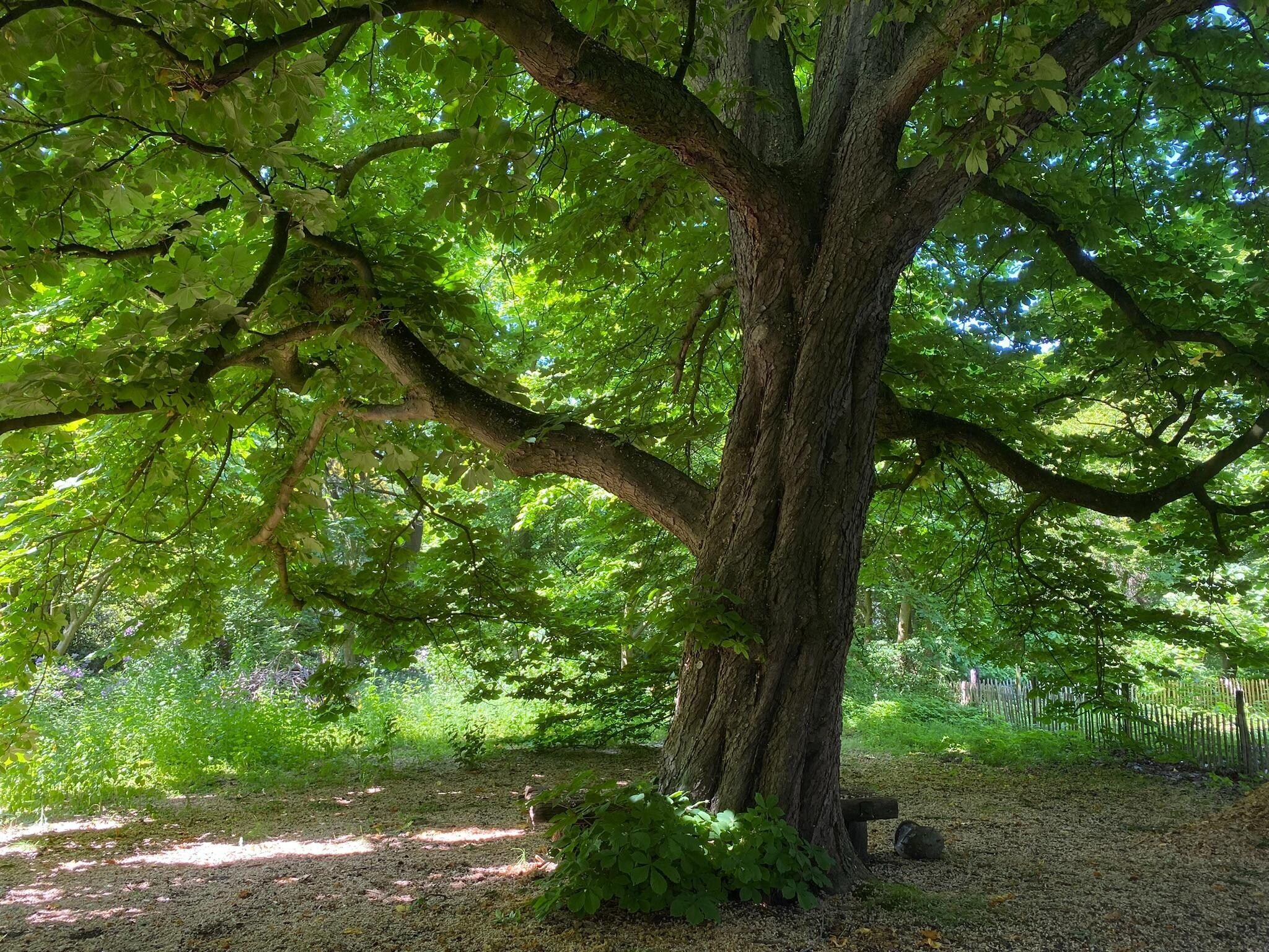 De tuin van Dorpswoning Het Tolhuis in Leende
