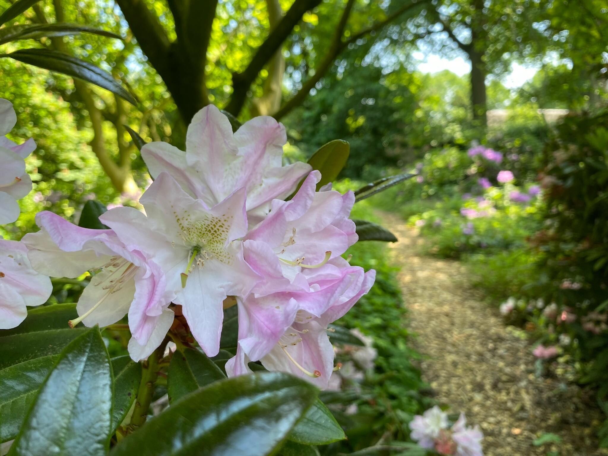 Sfeerbeeld van Dorpswoning Het Tolhuis in Leende