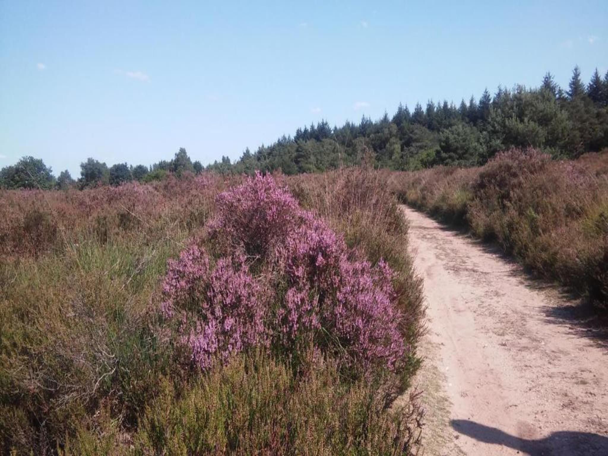 Landgoed De IJsvogel 12 in Voorthuizen - Foto 25 van 41