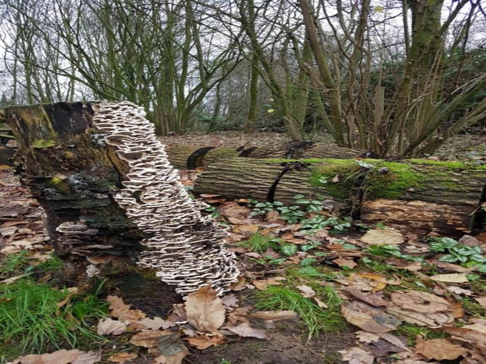 Vakantiepark Klein Vink 25 in Arcen - Foto 35 van 40