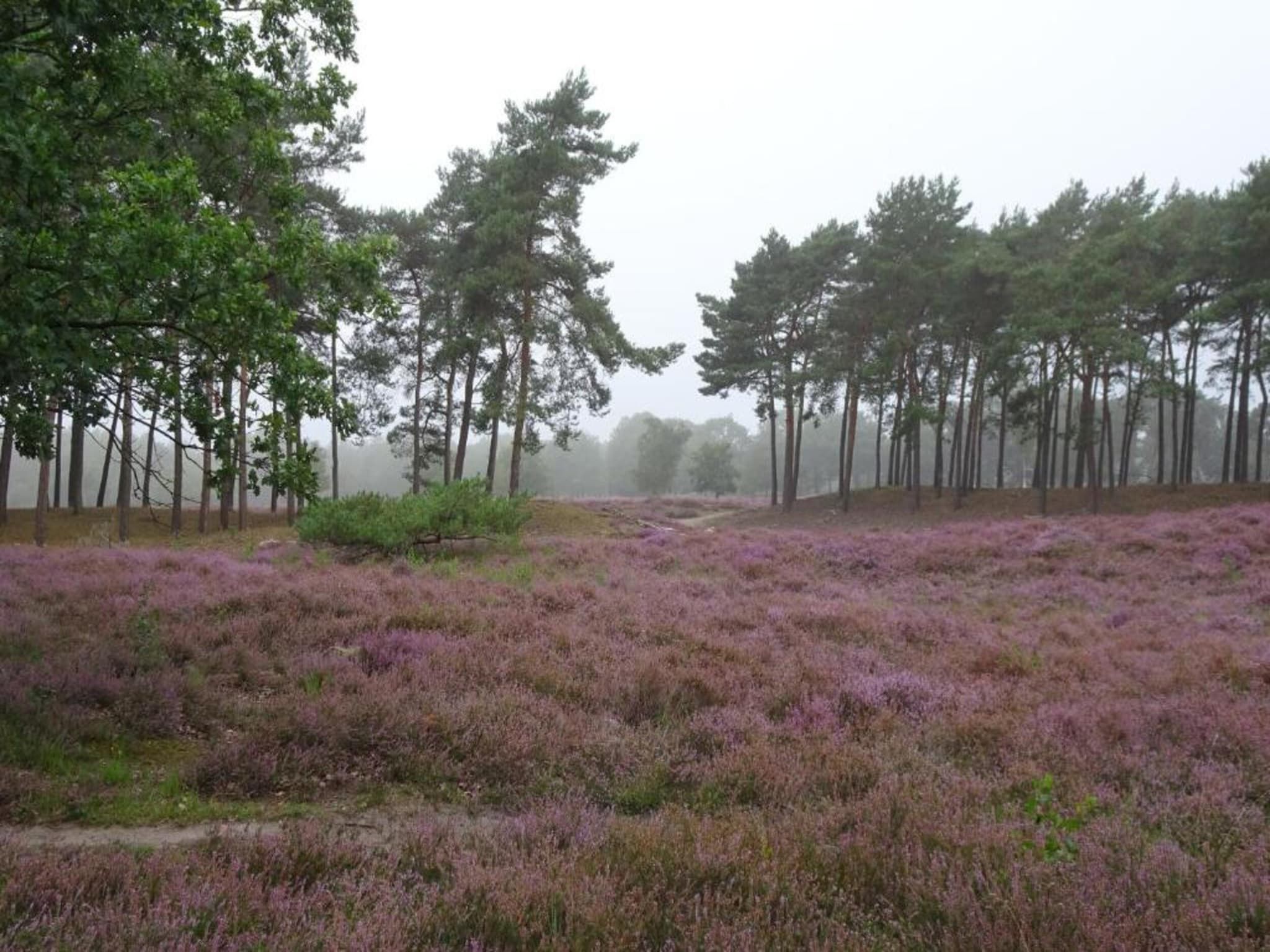 De omgeving van Vakantiepark Schaijk 13 in Schaijk