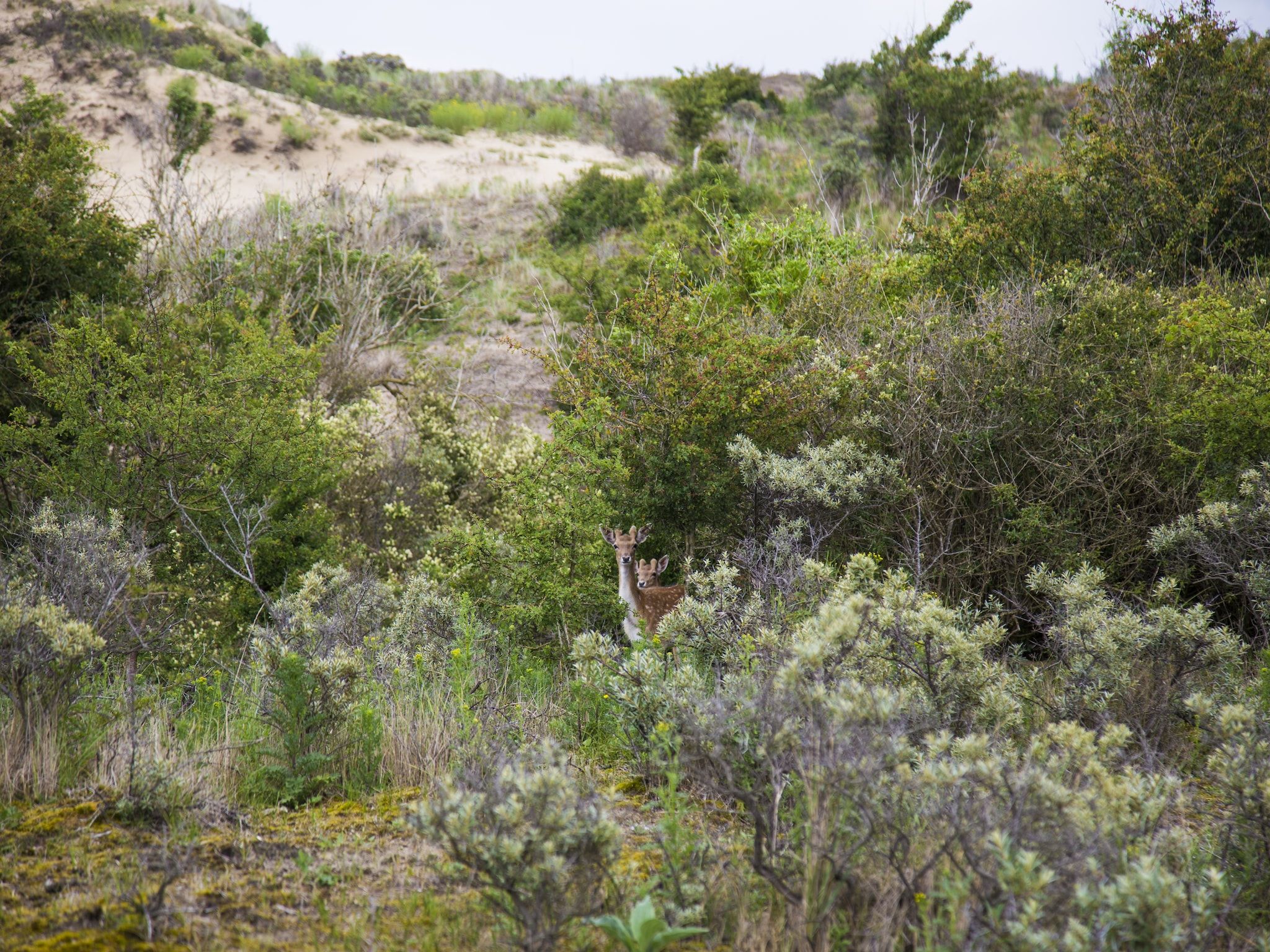 De omgeving van Vakantiepark Duinrust 3 in Noordwijk aan zee