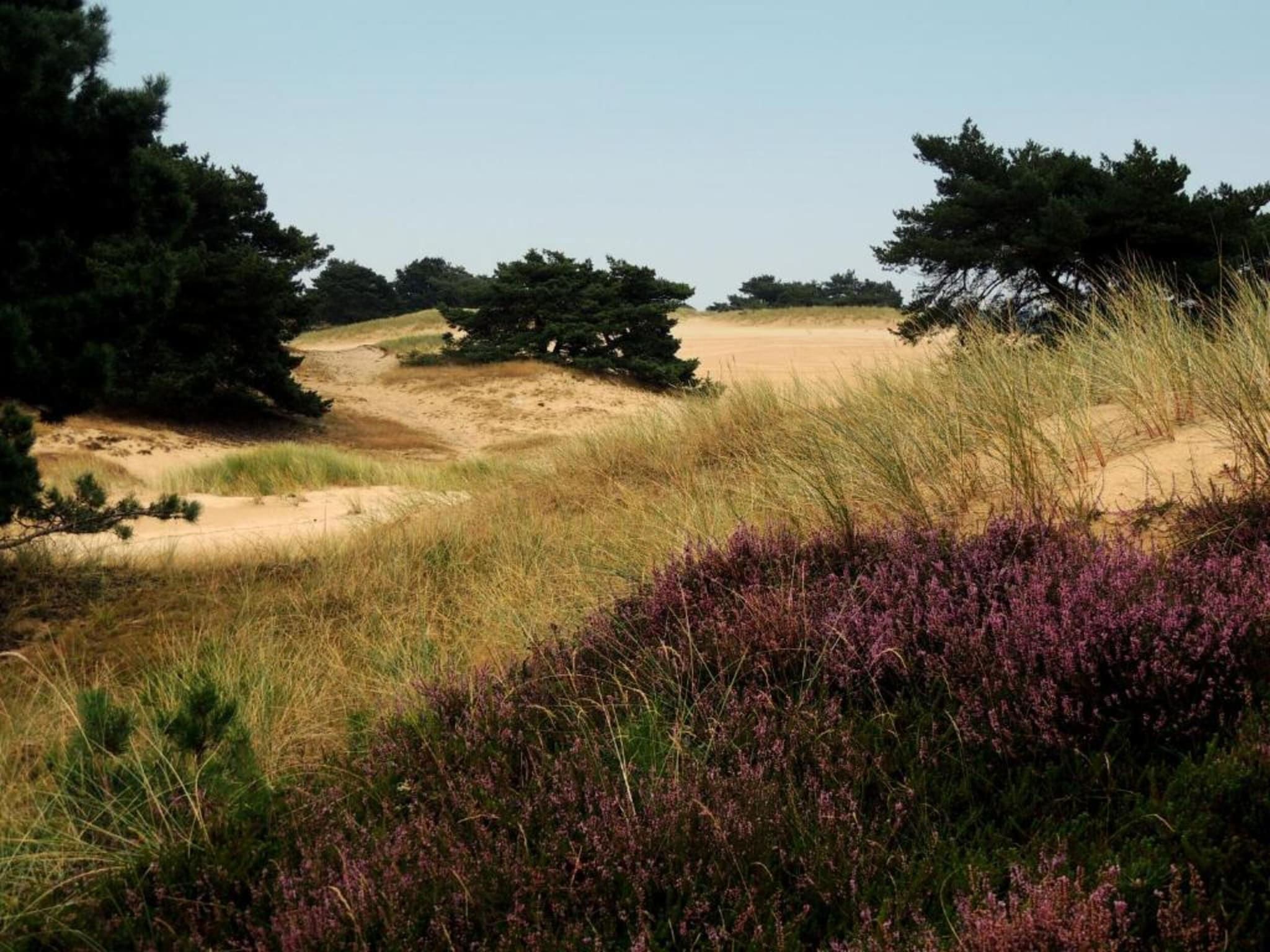 De omgeving van Resort Drentse Weelde 1 in Hoogersmilde