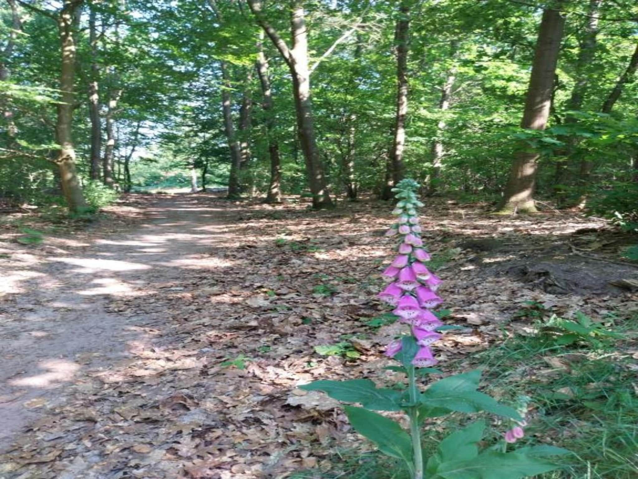 Resort Drentse Weelde 1 in Hoogersmilde - Foto 28 van 33