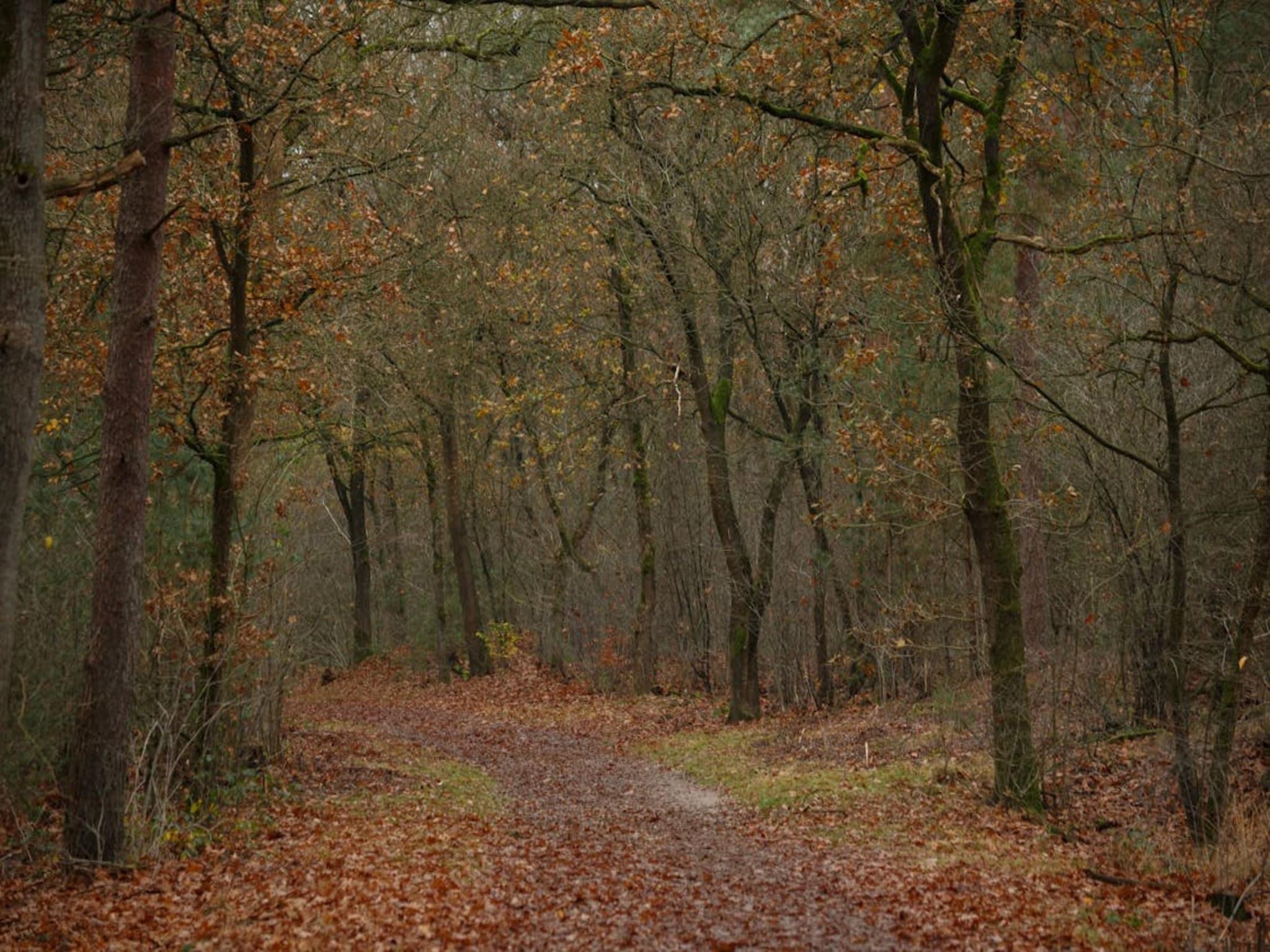 Dwergarend 17-16 in Voorthuizen - Foto 39 van 40