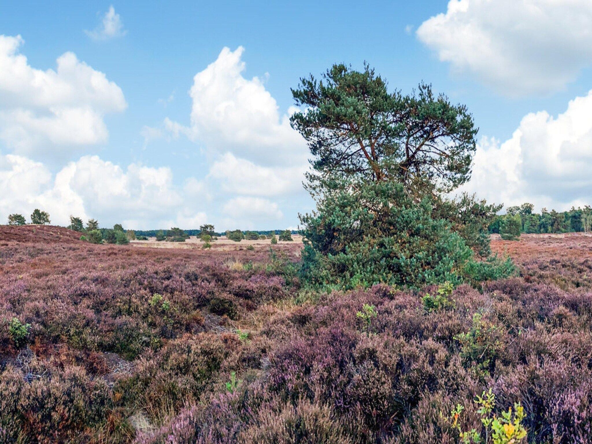 Dwergarend 17-17 in Voorthuizen - Foto 36 van 40