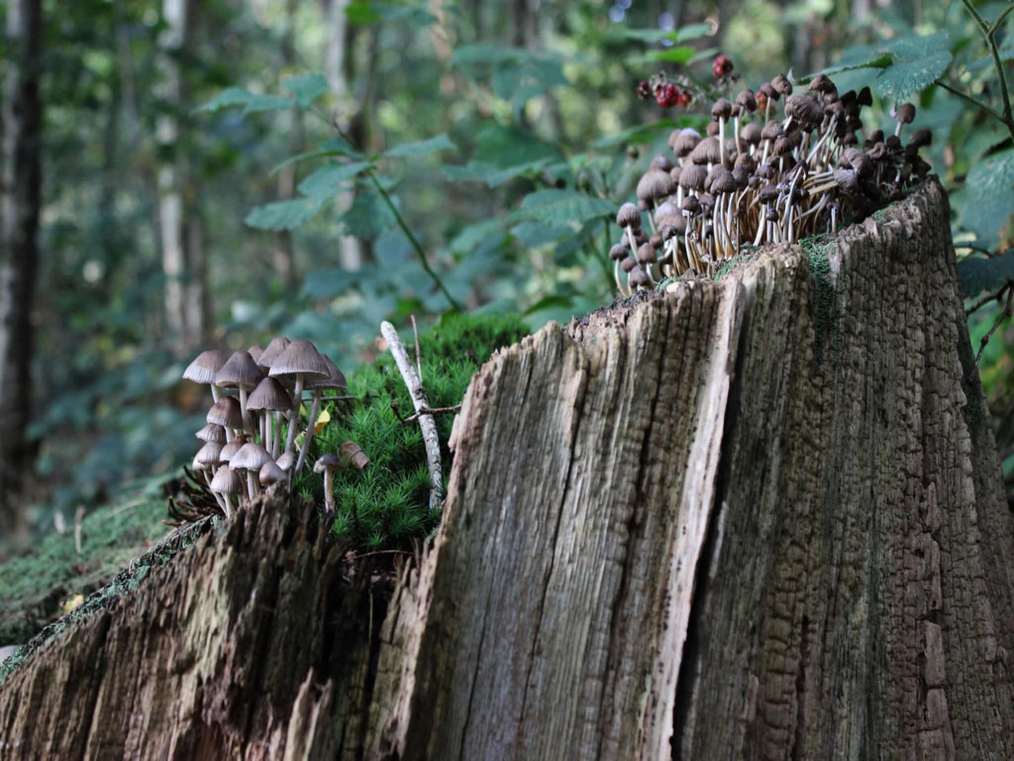 Dwergarend 17-20 in Voorthuizen - Foto 39 van 39