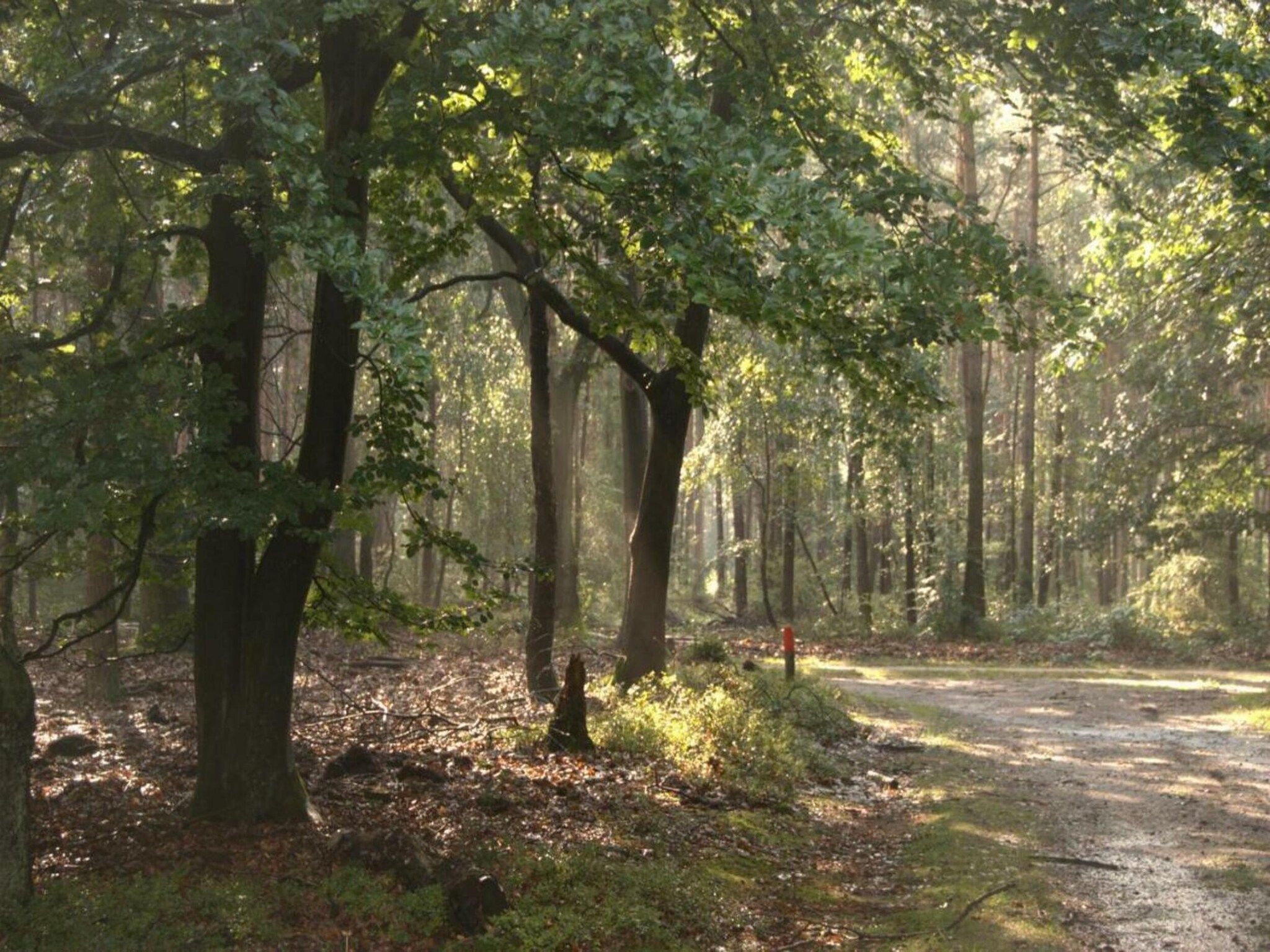 Dwergarend 17-21 in Voorthuizen - Foto 35 van 39