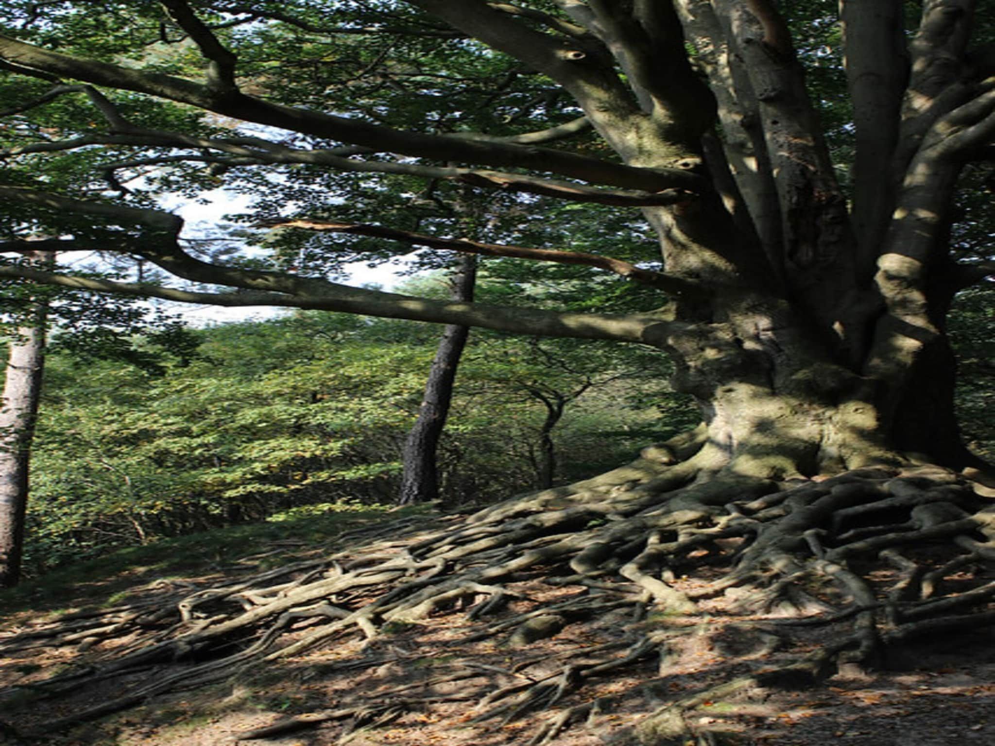 Dwergarend 17-26 in Voorthuizen - Foto 30 van 39