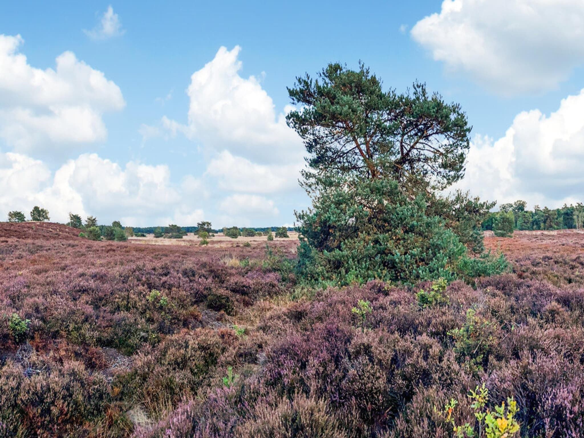 Dwergarend 17-34 in Voorthuizen - Foto 34 van 39