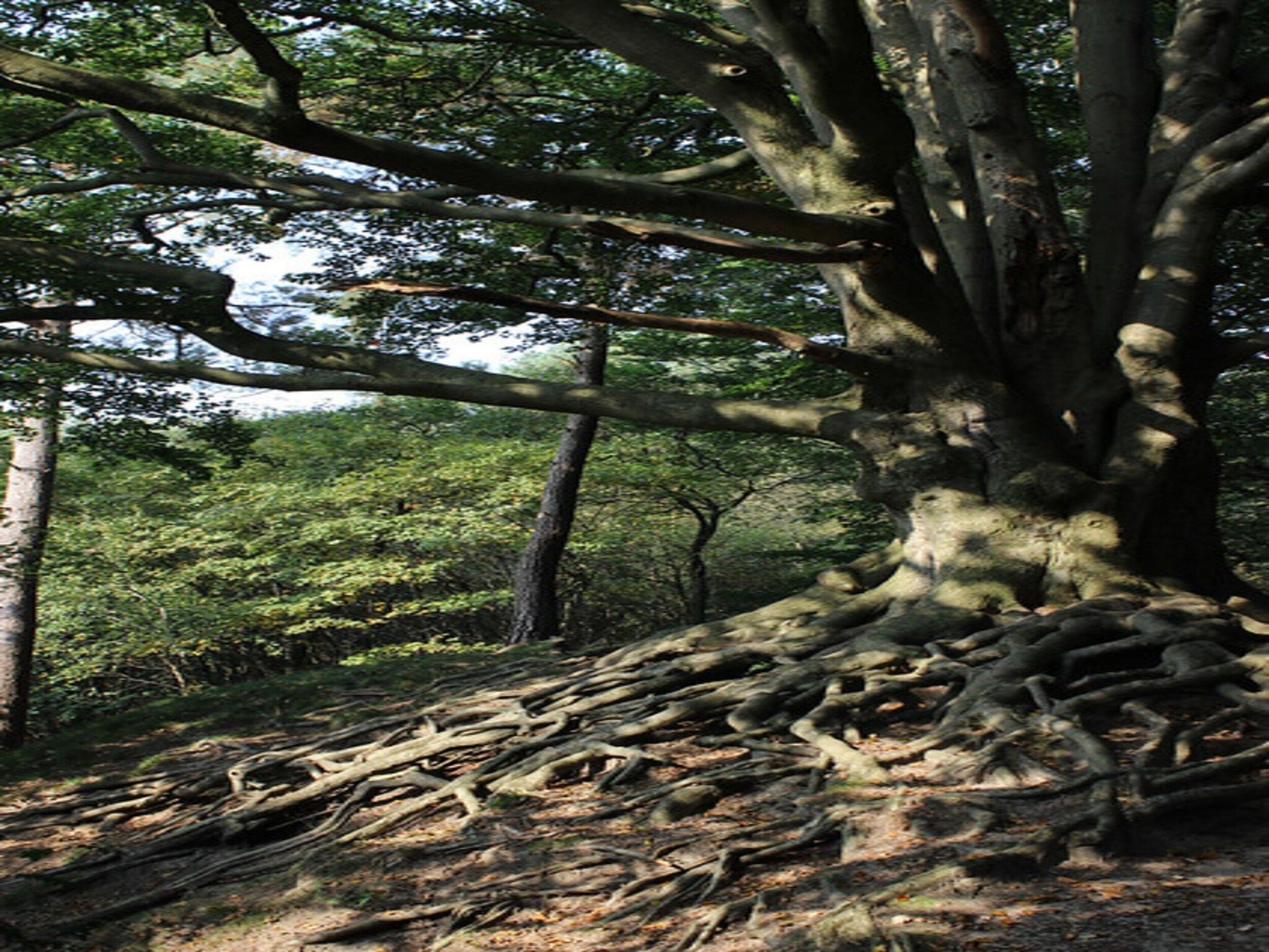 Dwergarend 17-35 in Voorthuizen - Foto 31 van 40