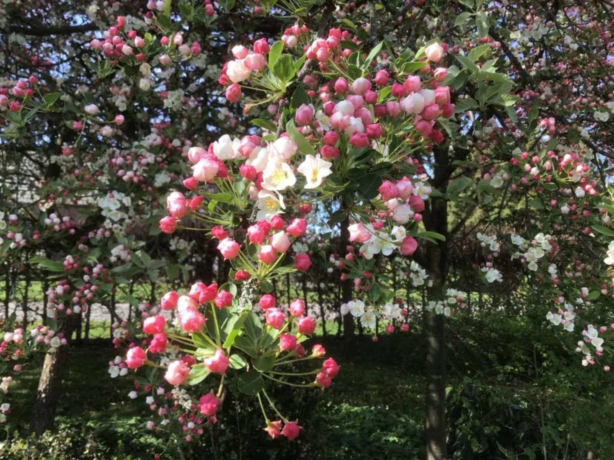 Vakantiepark Molenvelden 9 in Veldhoven - Foto 24 van 40