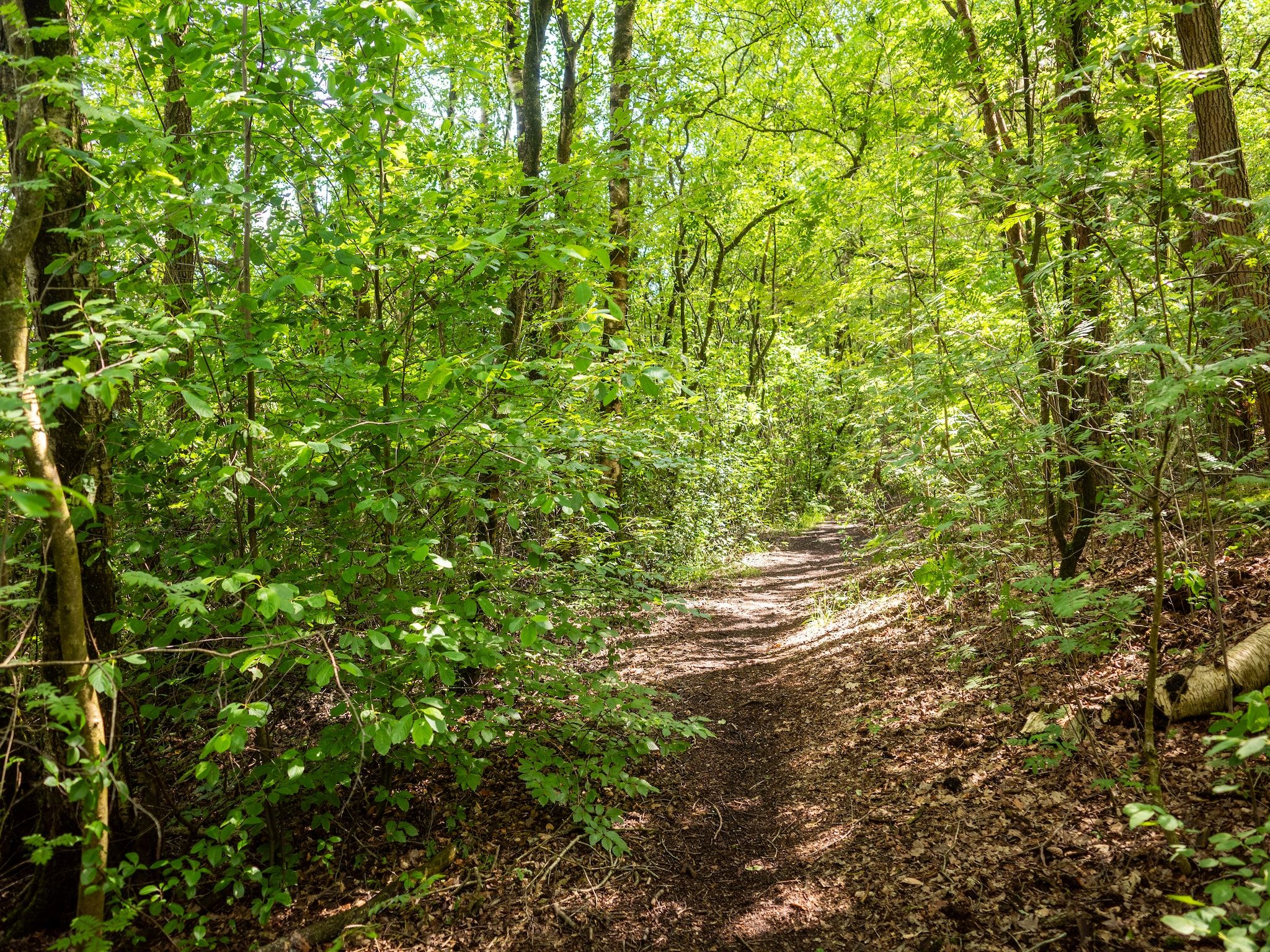 Luxe vakantiehuis Veluwe met Wellness in Veluwe - Foto 18 van 31