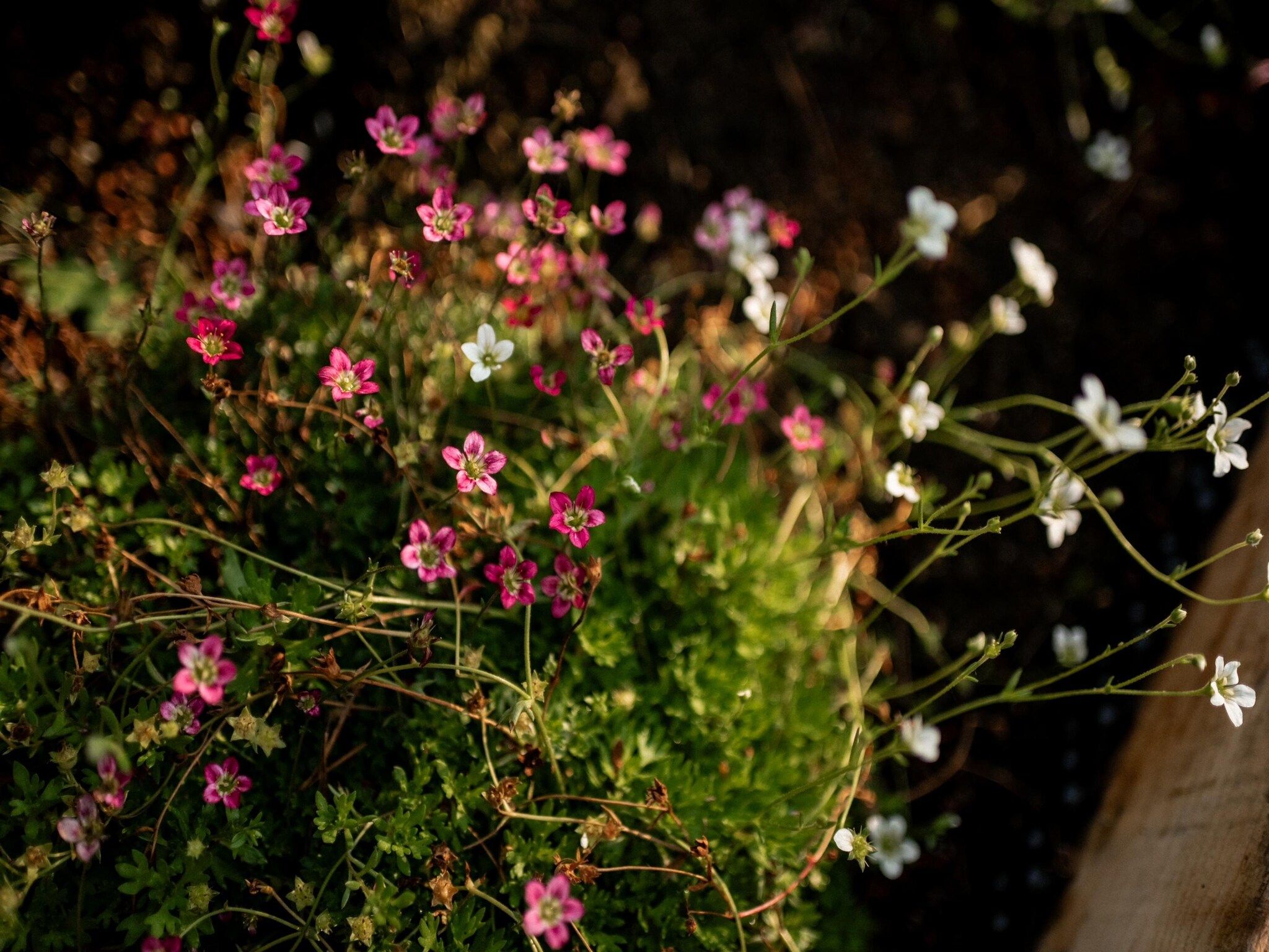 Sfeerbeeld van Park Haarle in Haarle