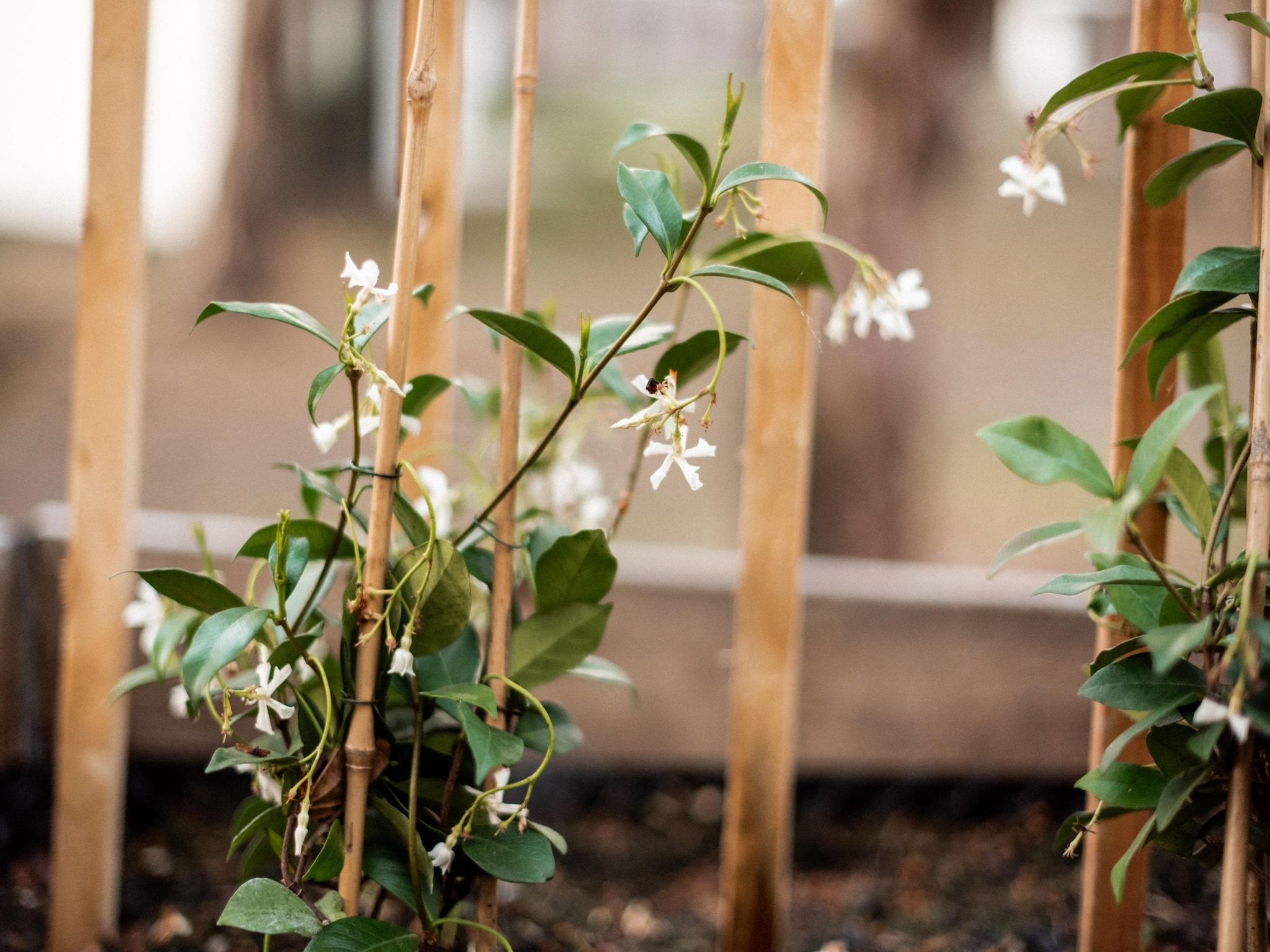 Sfeerbeeld van Park Haarle in Haarle