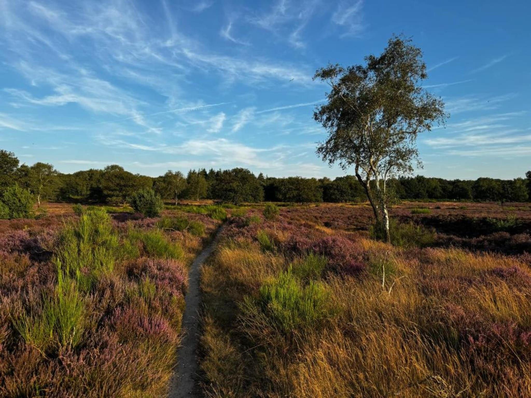 De omgeving van Park Haarle in Haarle