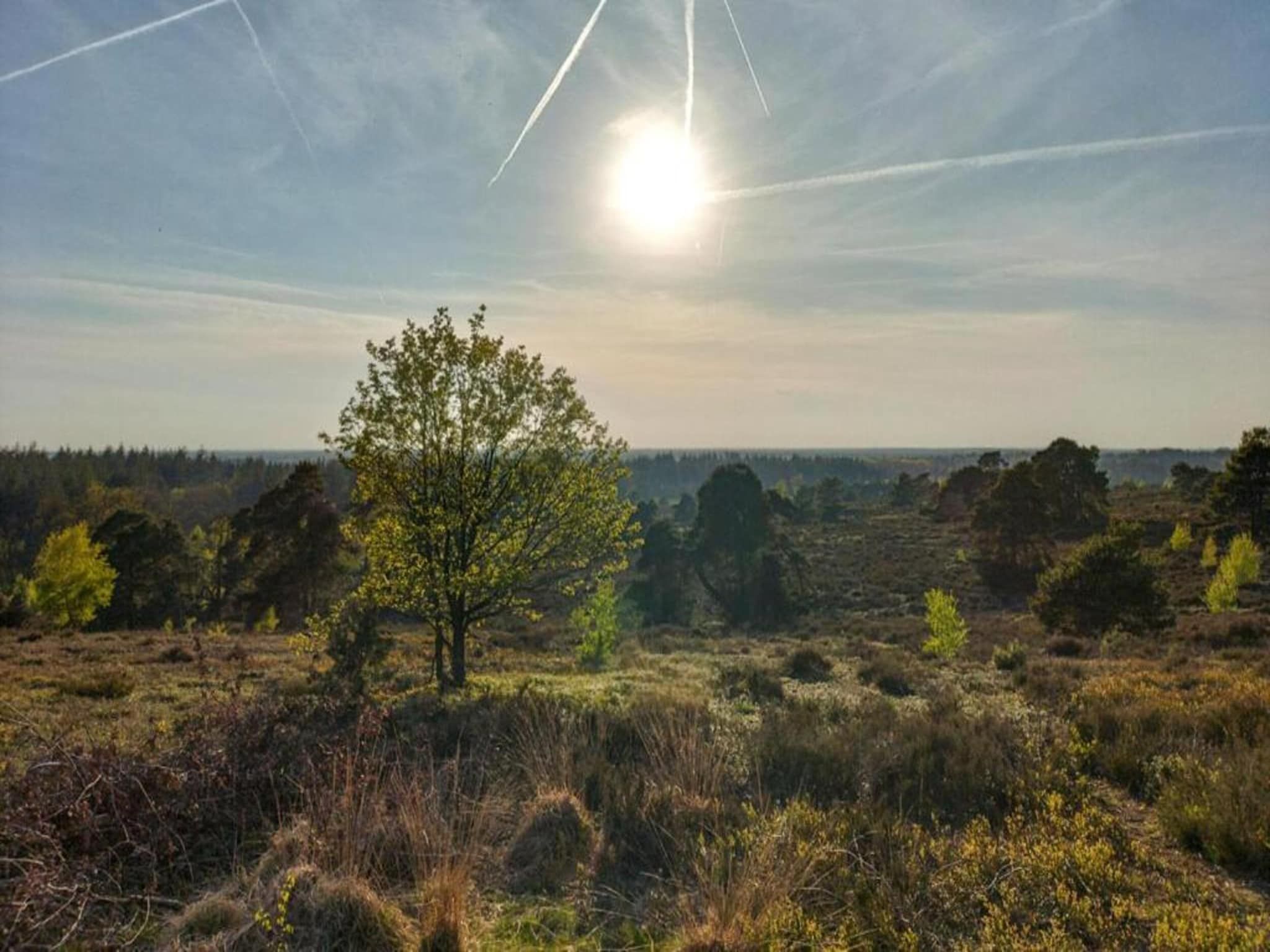 De omgeving van Park Haarle in Haarle