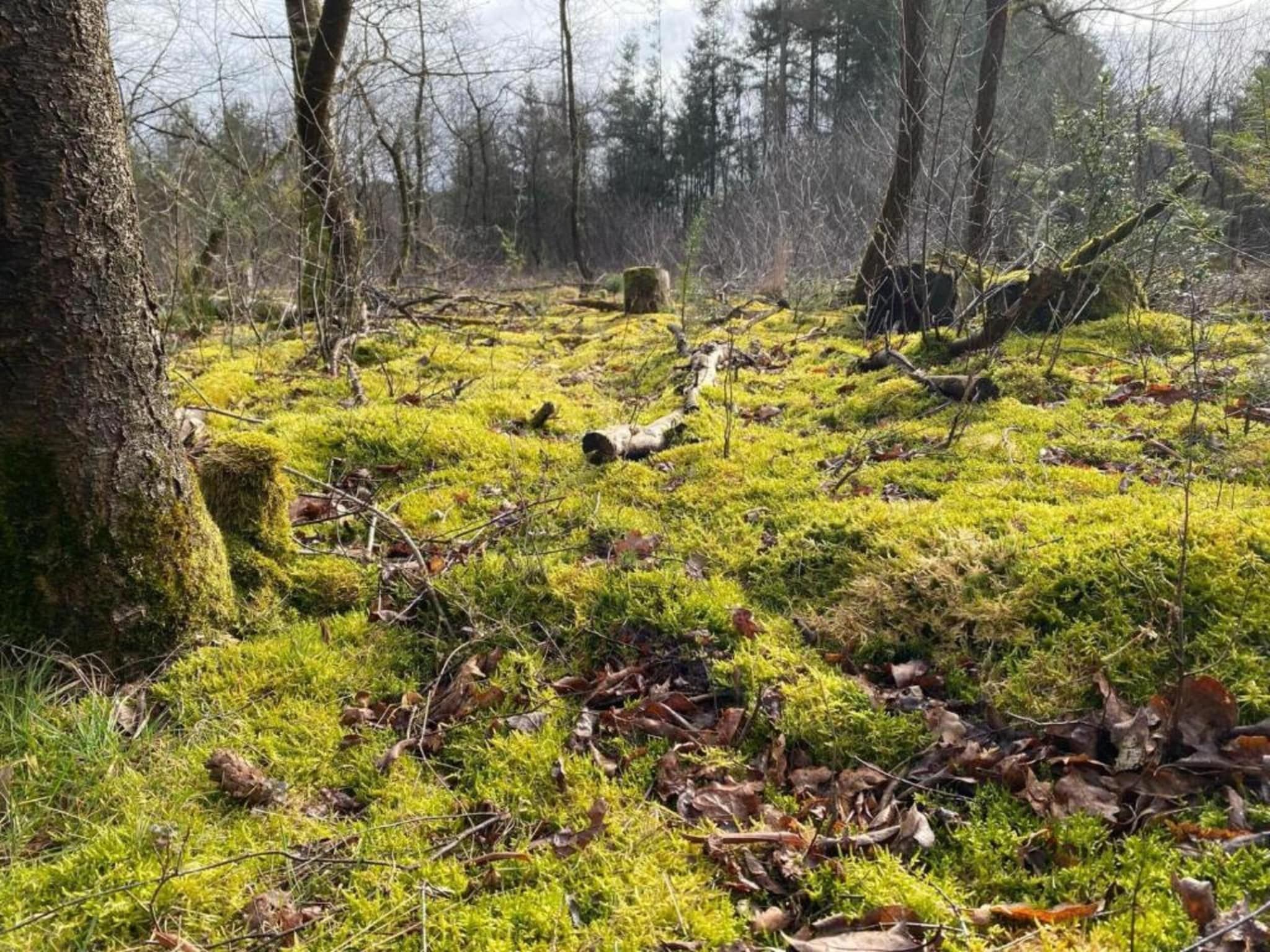 De omgeving van Park Haarle in Haarle