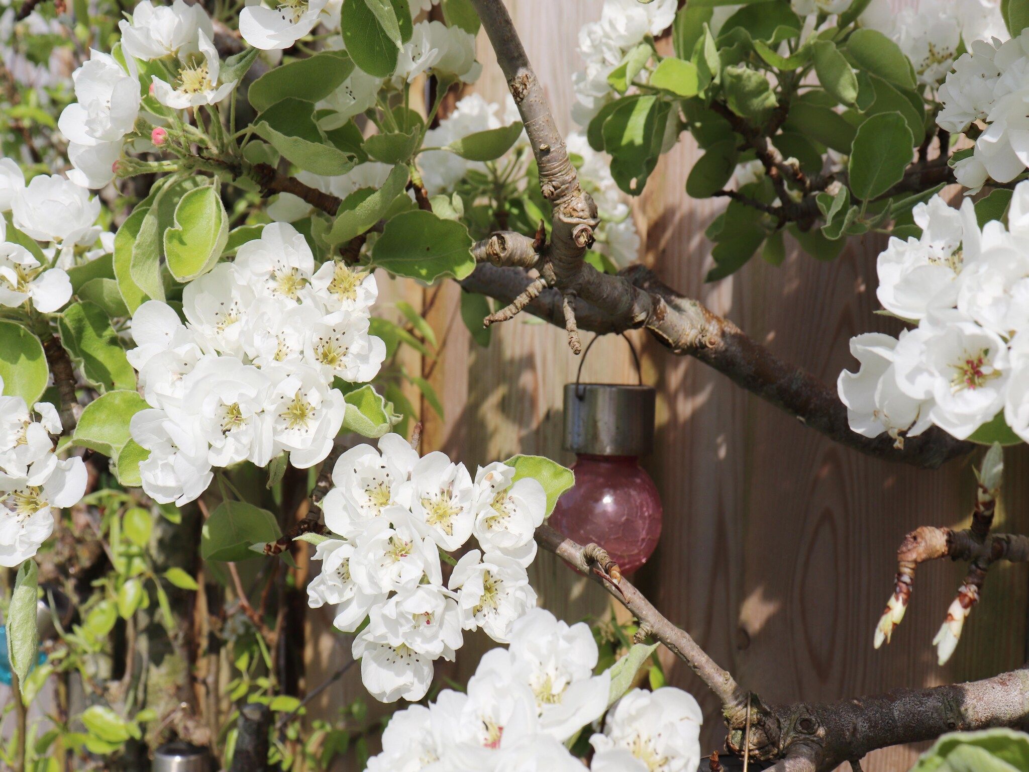 De tuin van Vakantiehuis in zonnig Grou in Gou