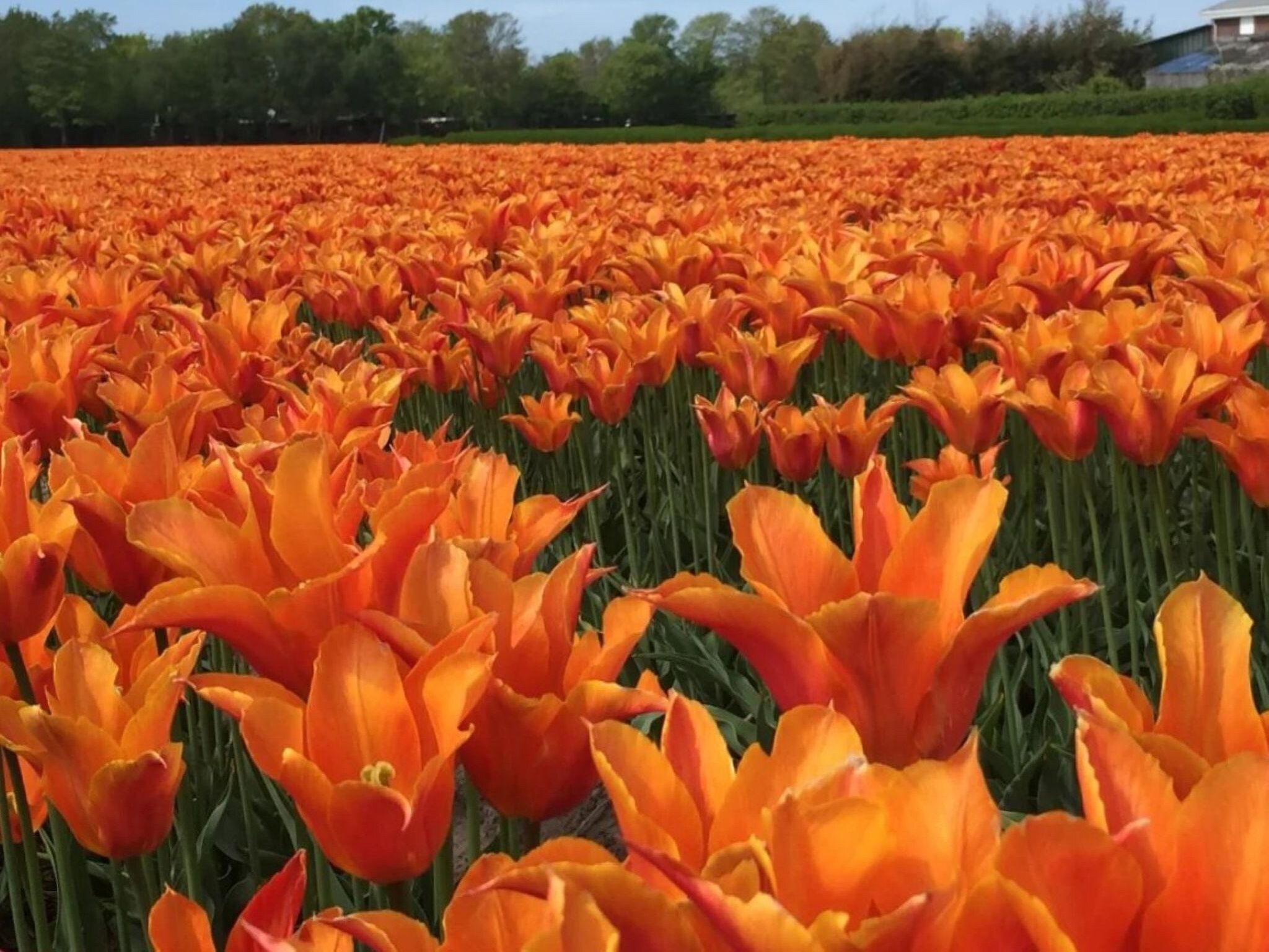 Loft Loopuyt in Julianadorp - Foto 9 van 9