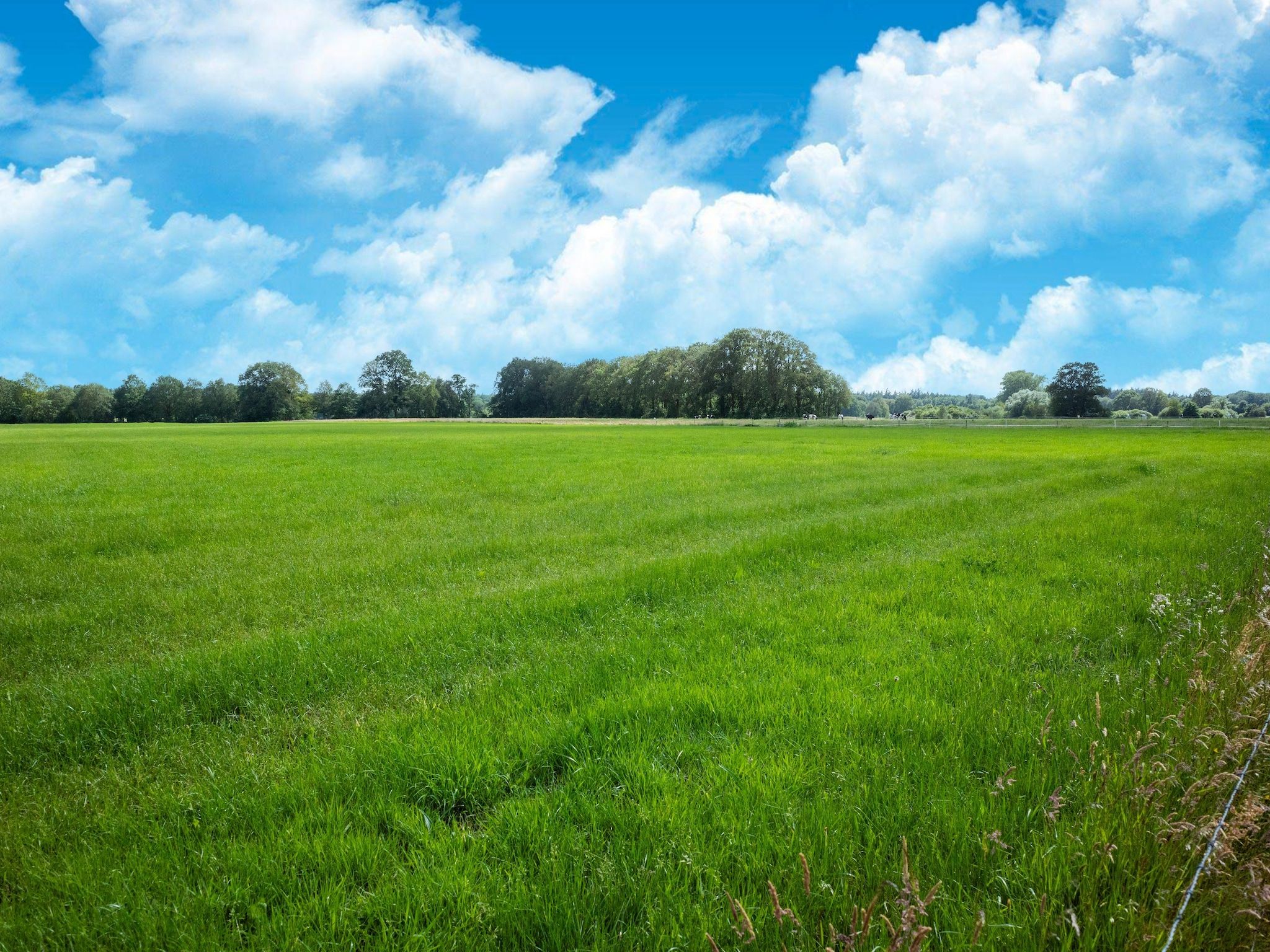 De omgeving van Huisje 60 Stegeren in Stegeren
