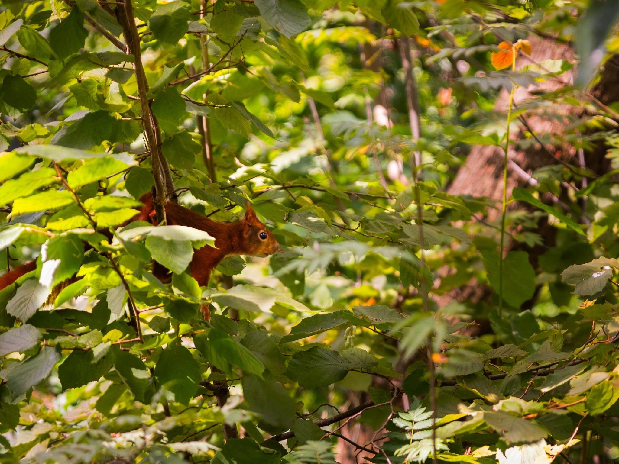 Parc Heihaas 11 in Putten - Foto 36 van 40