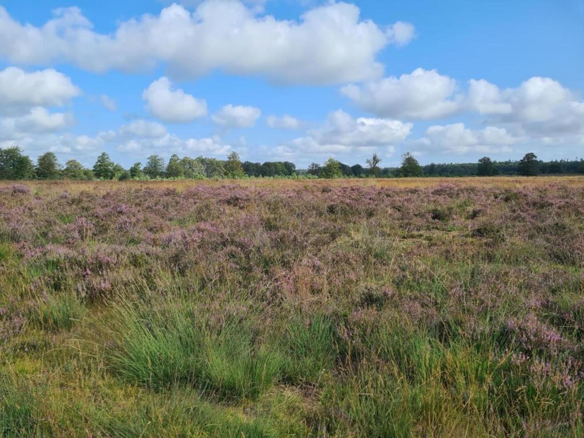 De Weide 4P in De Kiel - Foto 35 van 39