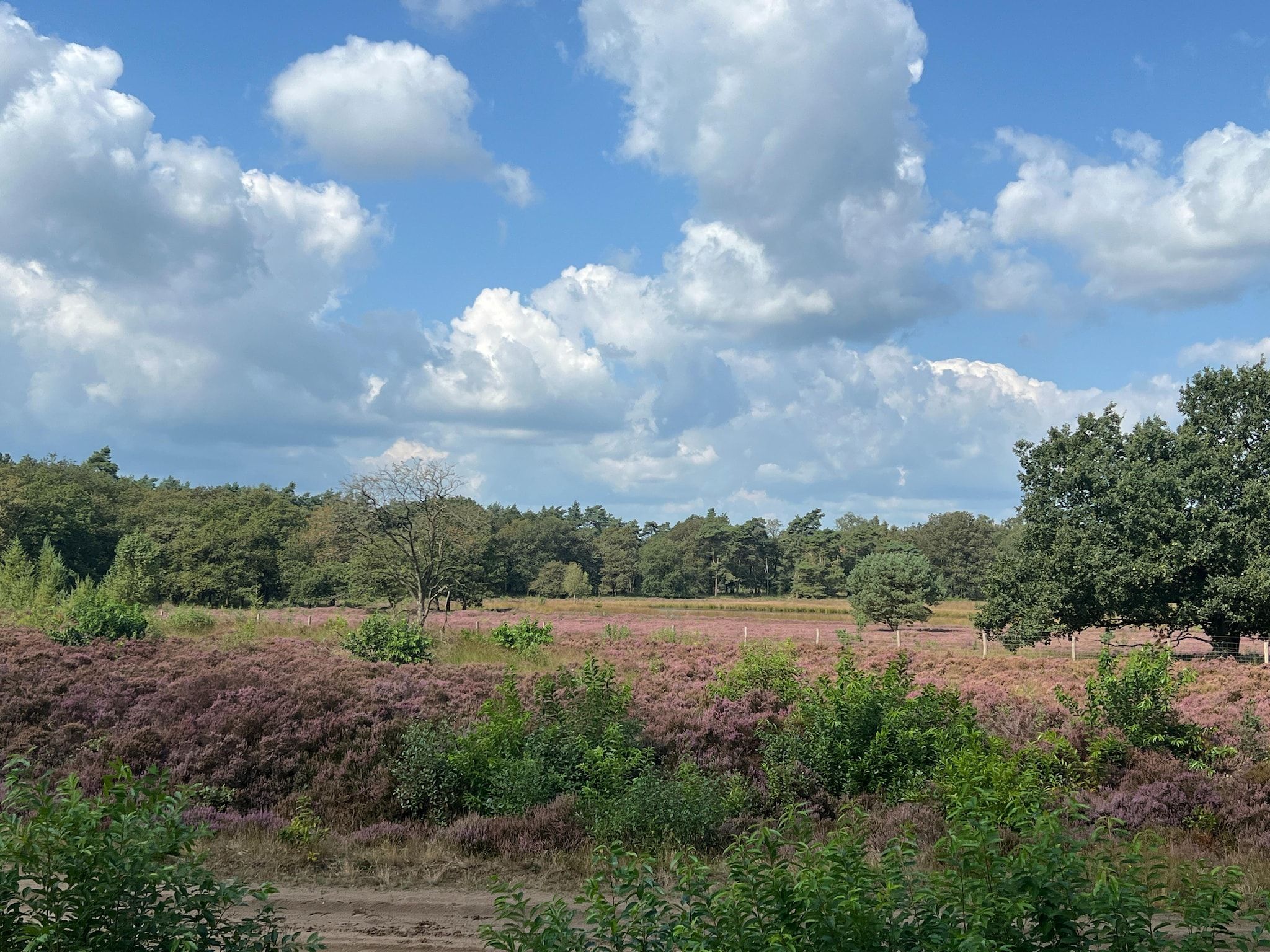 De tuin van De Riek 4P in De Kiel