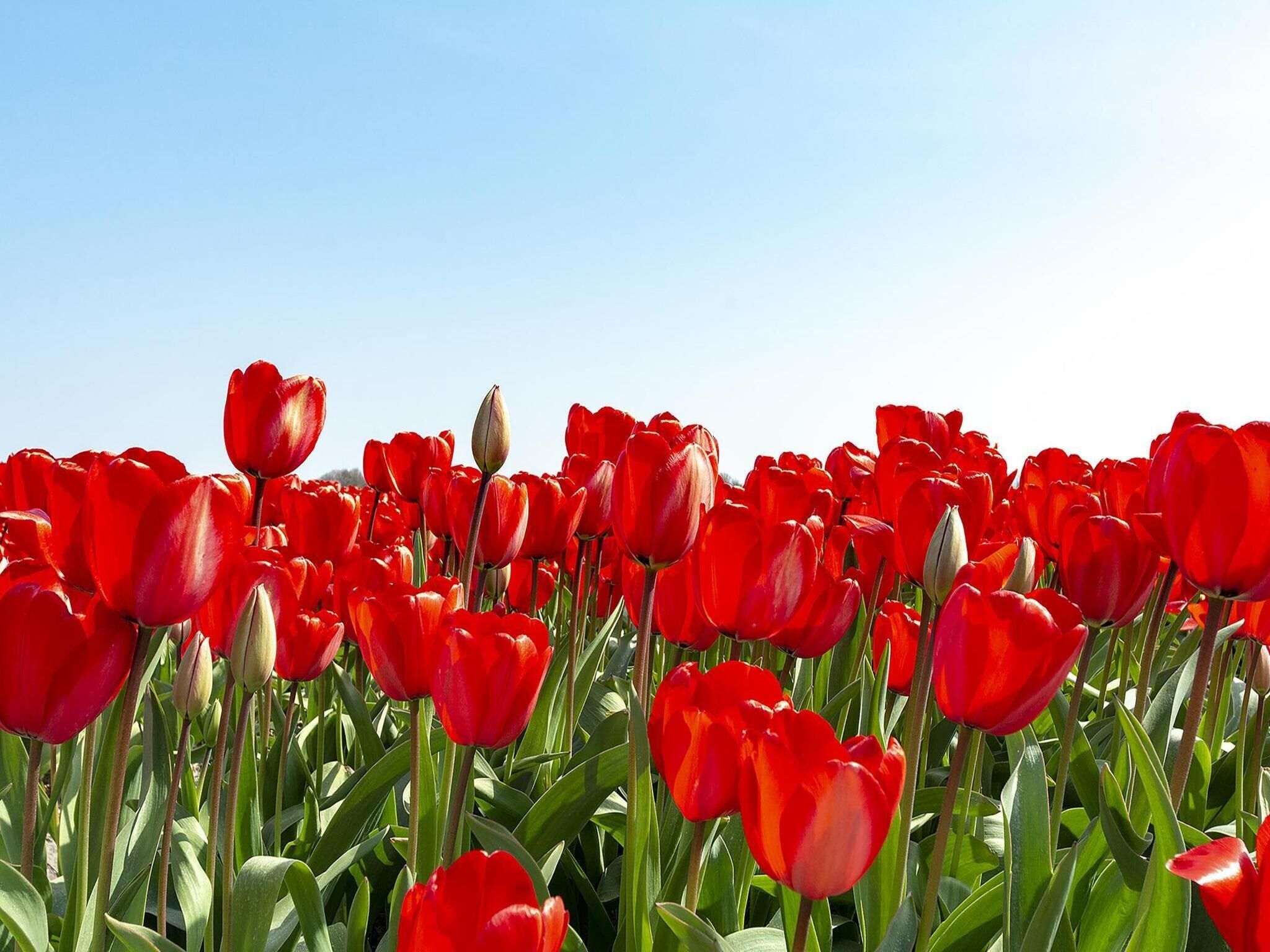 De tuin van Ooghduyne 148 in Julianadorp aan Zee
