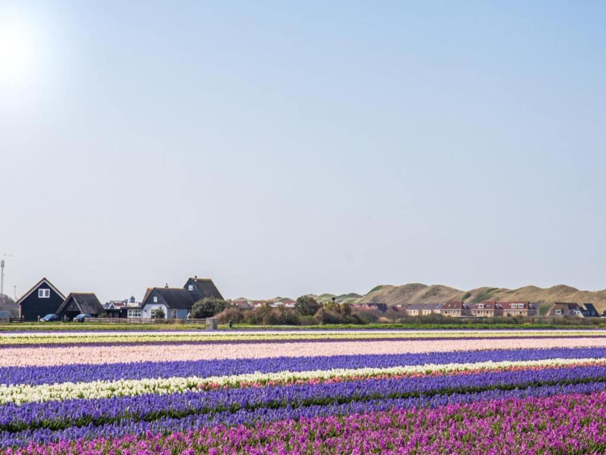 Duinvink in Sint Maartenszee - Foto 22 van 34