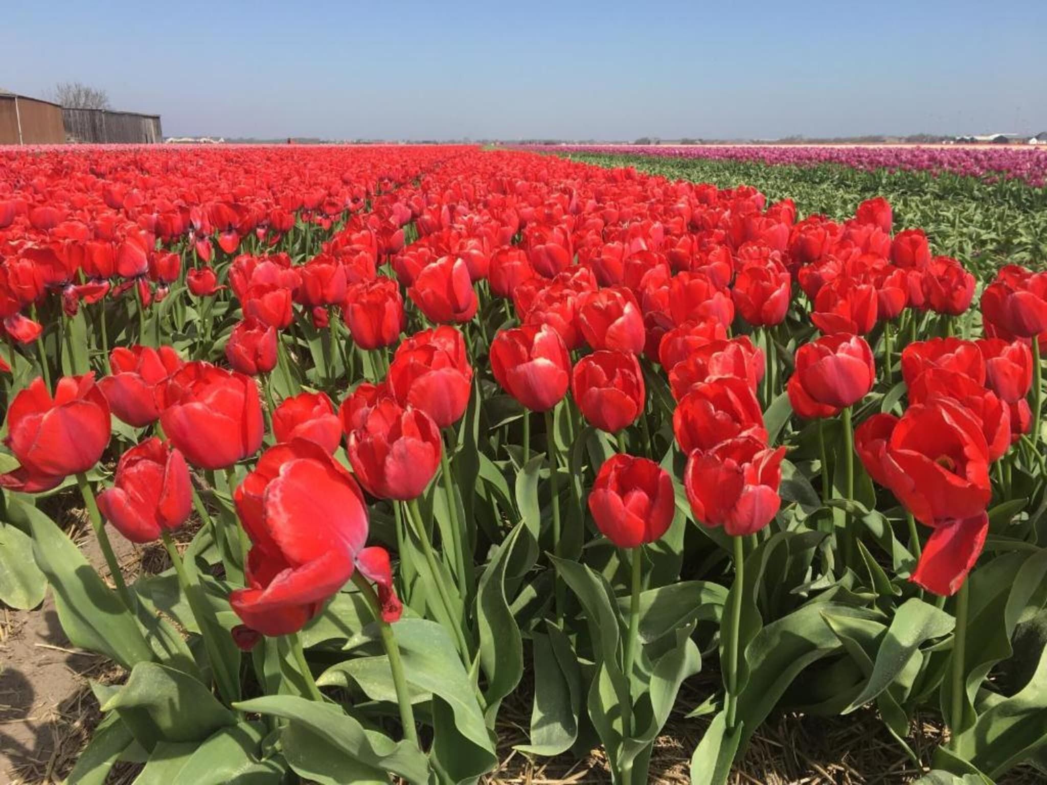 Duynopgangh 46 in Julianadorp aan Zee - Foto 31 van 39