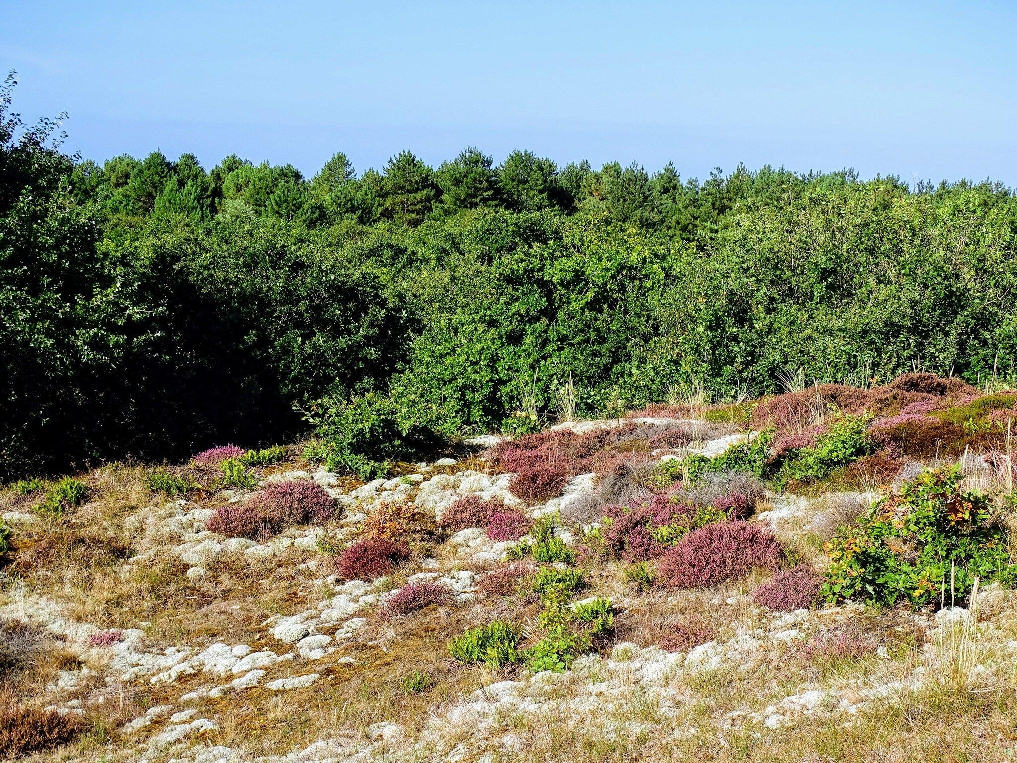 De omgeving van Tipitent de Jutter in Callantsoog