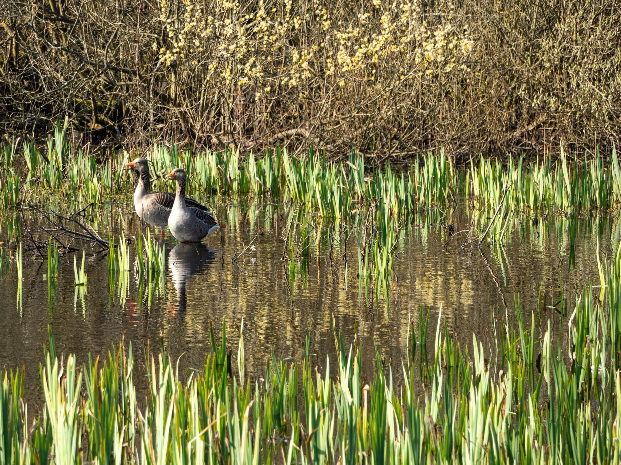 De omgeving van Tipitent de Jutter in Callantsoog