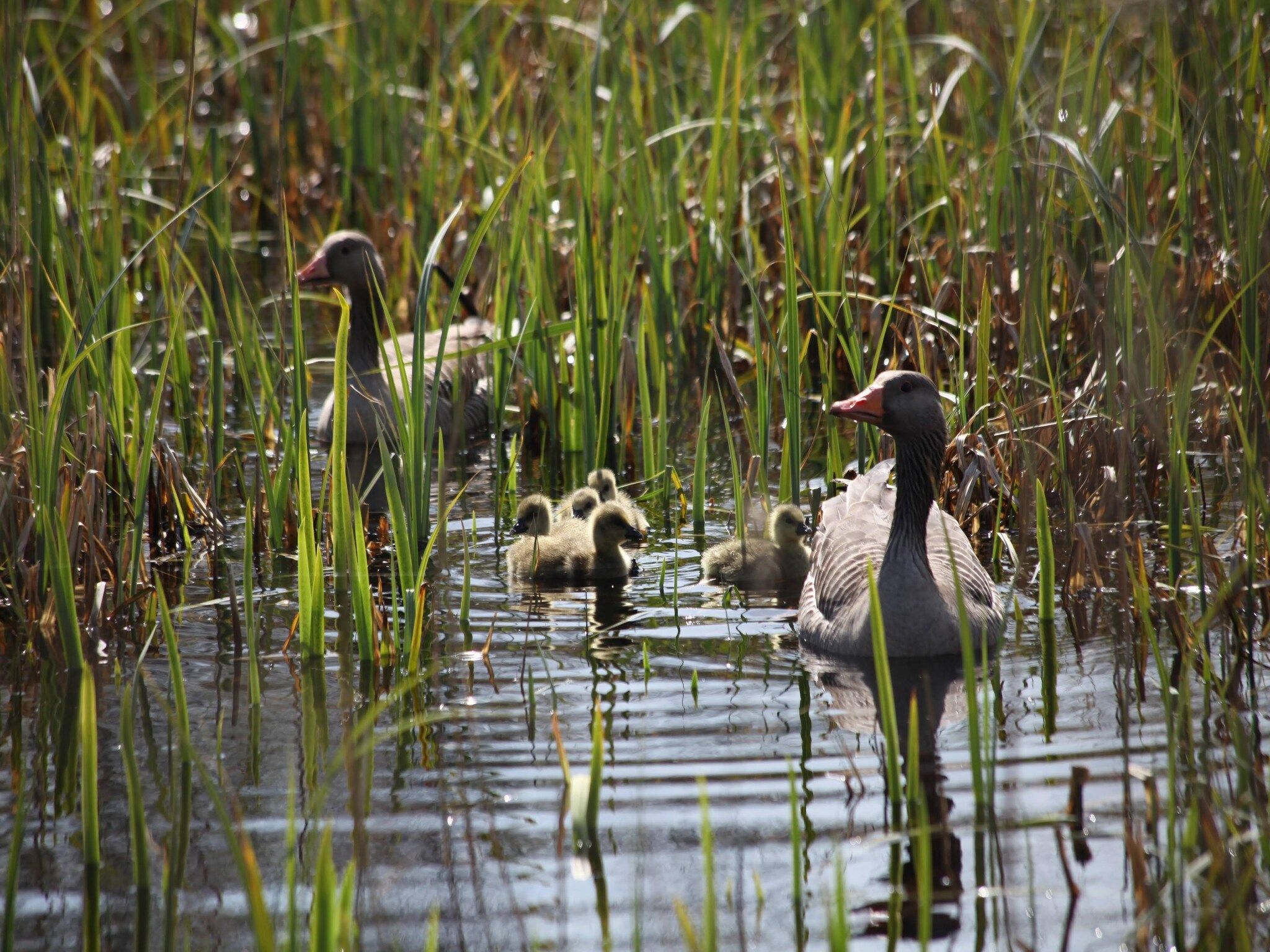 De omgeving van Tipitent de Jutter in Callantsoog