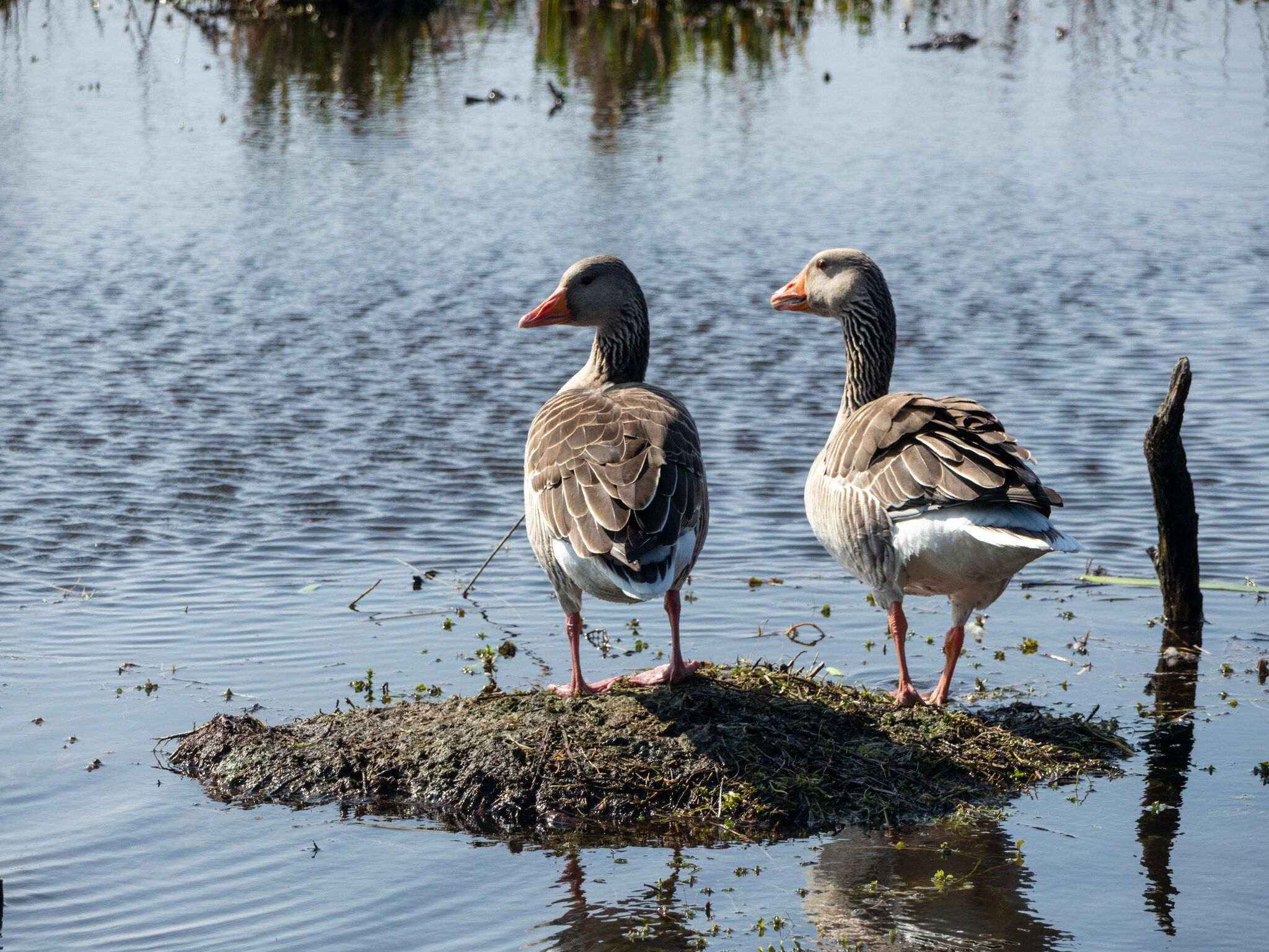 De omgeving van Tipitent de Jutter in Callantsoog