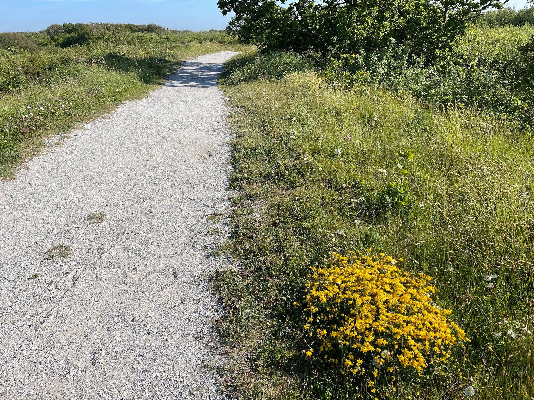 De omgeving van Tipitent de Jutter in Callantsoog