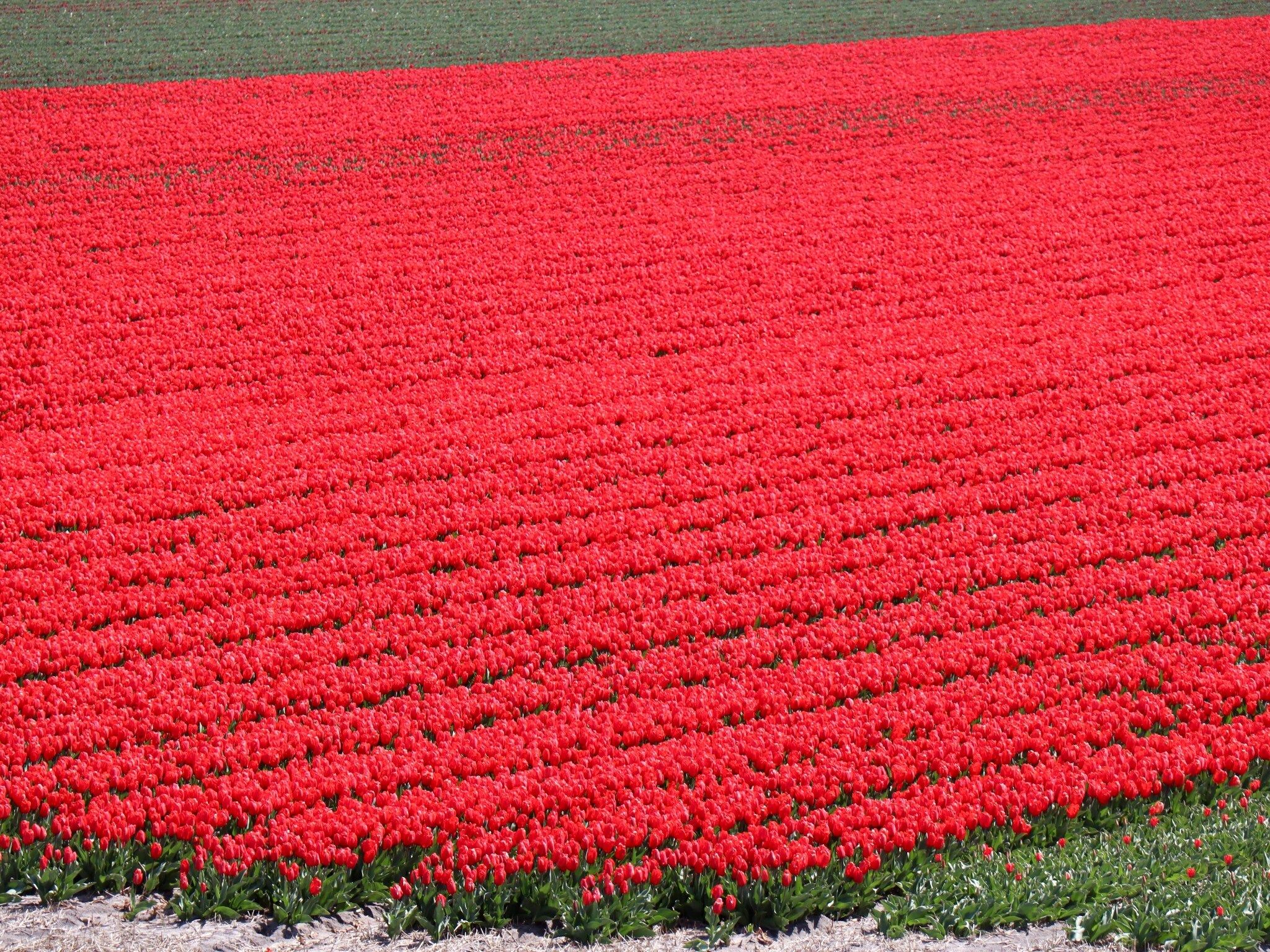 De omgeving van Vossehoeck 2 in Callantsoog