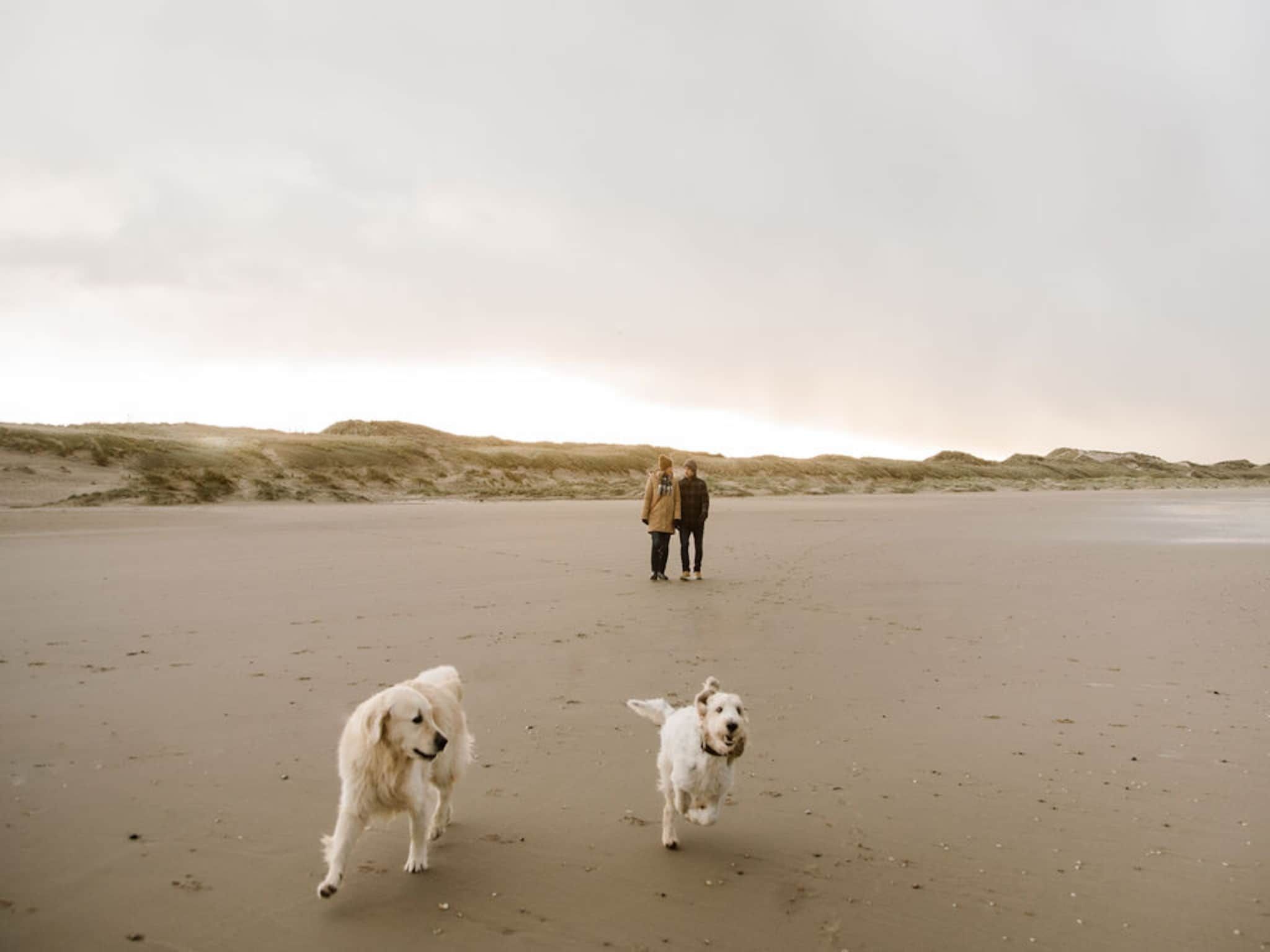 De omgeving van Beach Lodge Groot - Duynpark in Callantsoog