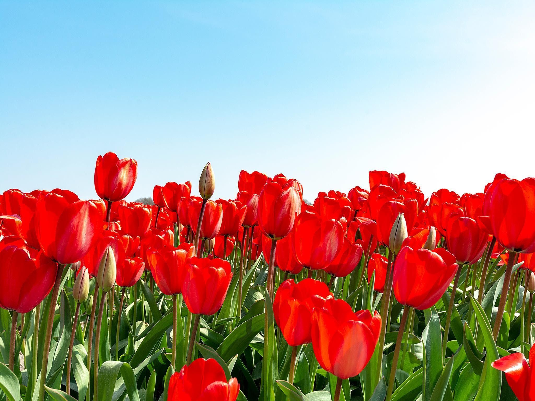 Beach Studio Campanula in Sint Maartenszee - Foto 28 van 28