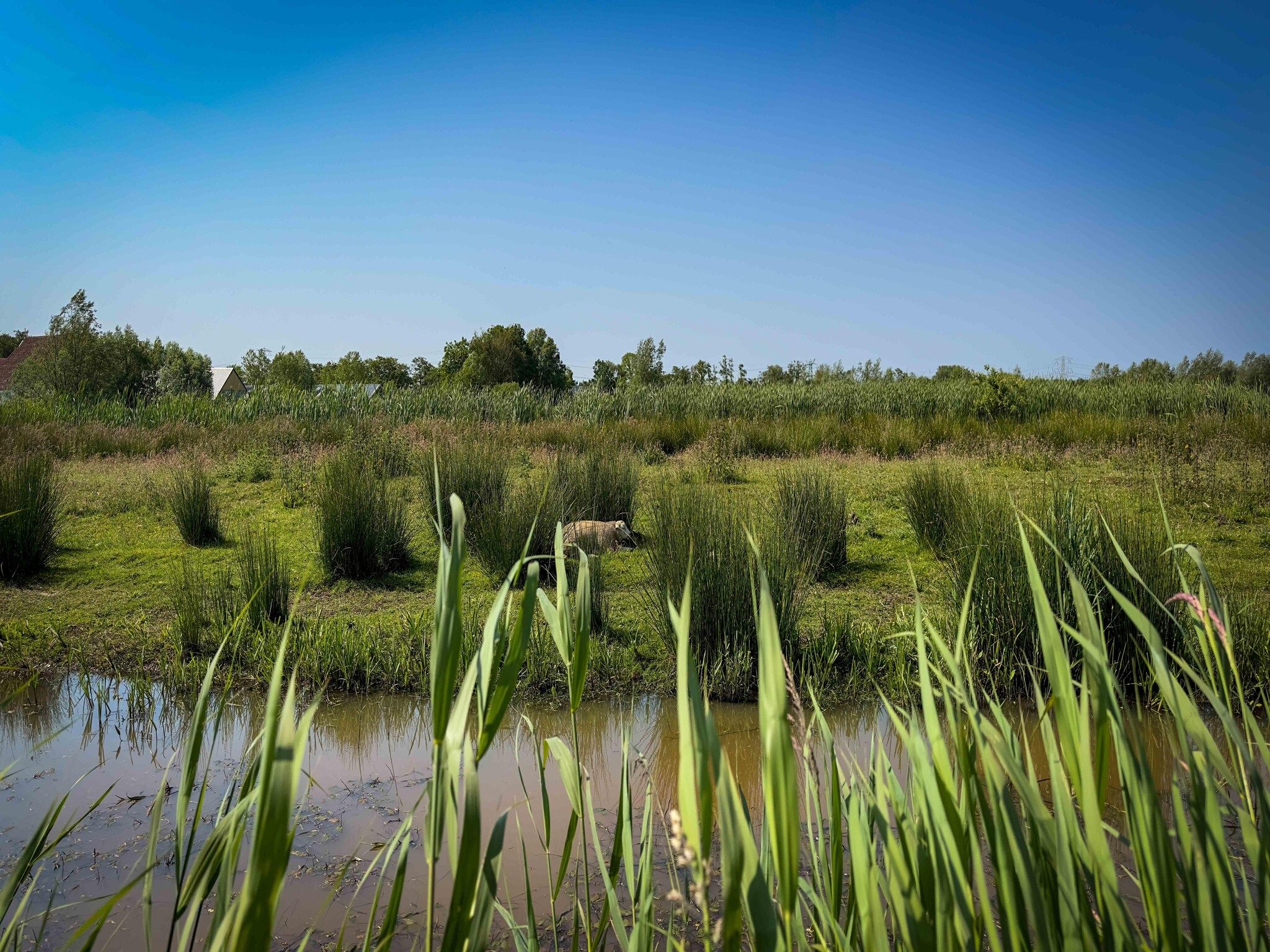 De omgeving van Oane's Huske en it Simmerhuske in Jistrum / Skûlenboarch