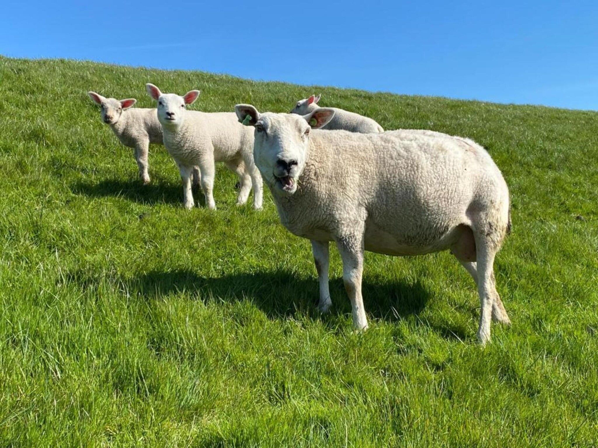 6-persoons bungalow 27 in Sondel - Foto 33 van 40