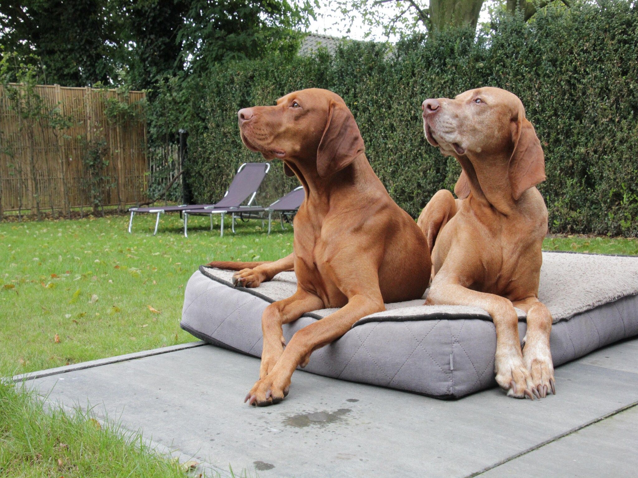 De tuin van Dorpswoning Op Niveau 4 in Leende