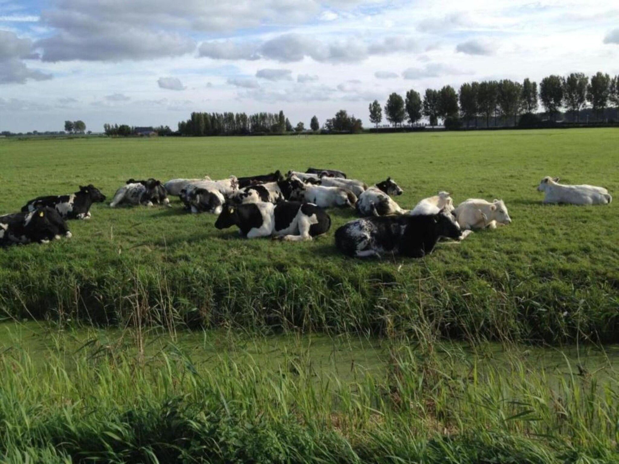 Standaard 336 in Simonshaven - Foto 10 van 31