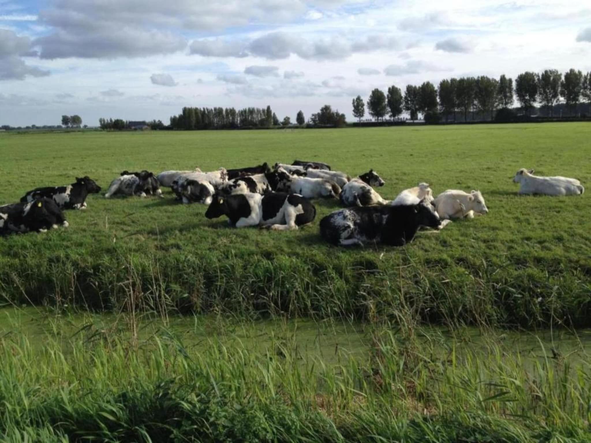 Standaard 337 in Simonshaven - Foto 7 van 30