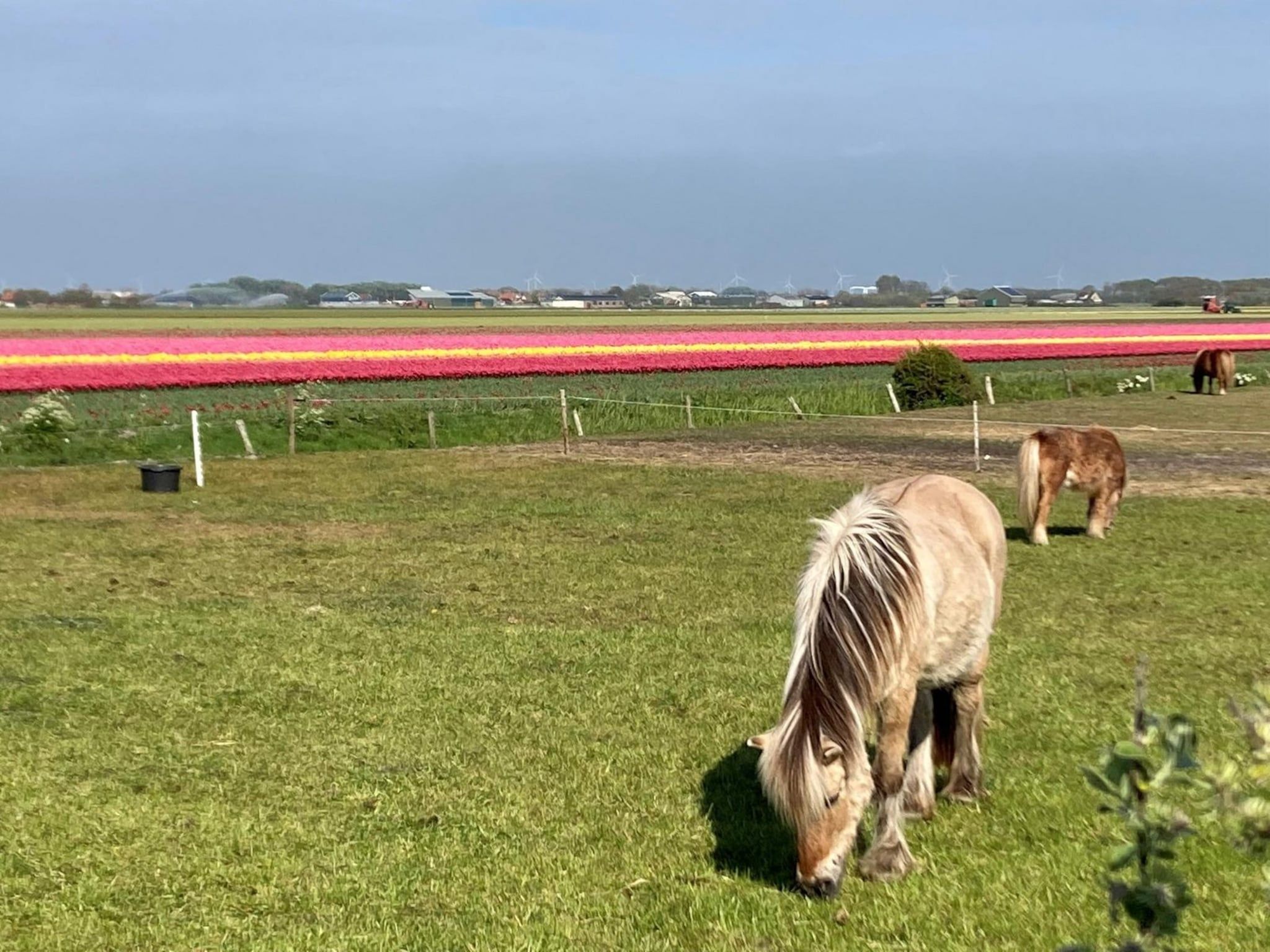 De omgeving van Belkmerduinen 05 in Sint Maartenszee