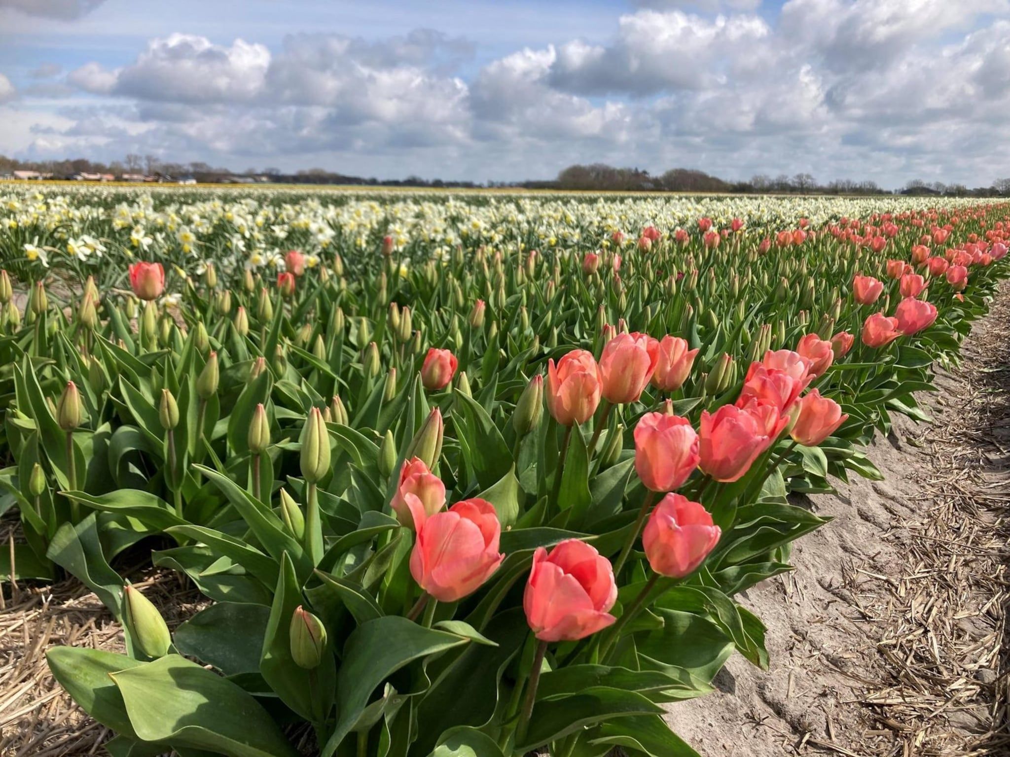 De omgeving van Belkmerduinen 05 in Sint Maartenszee